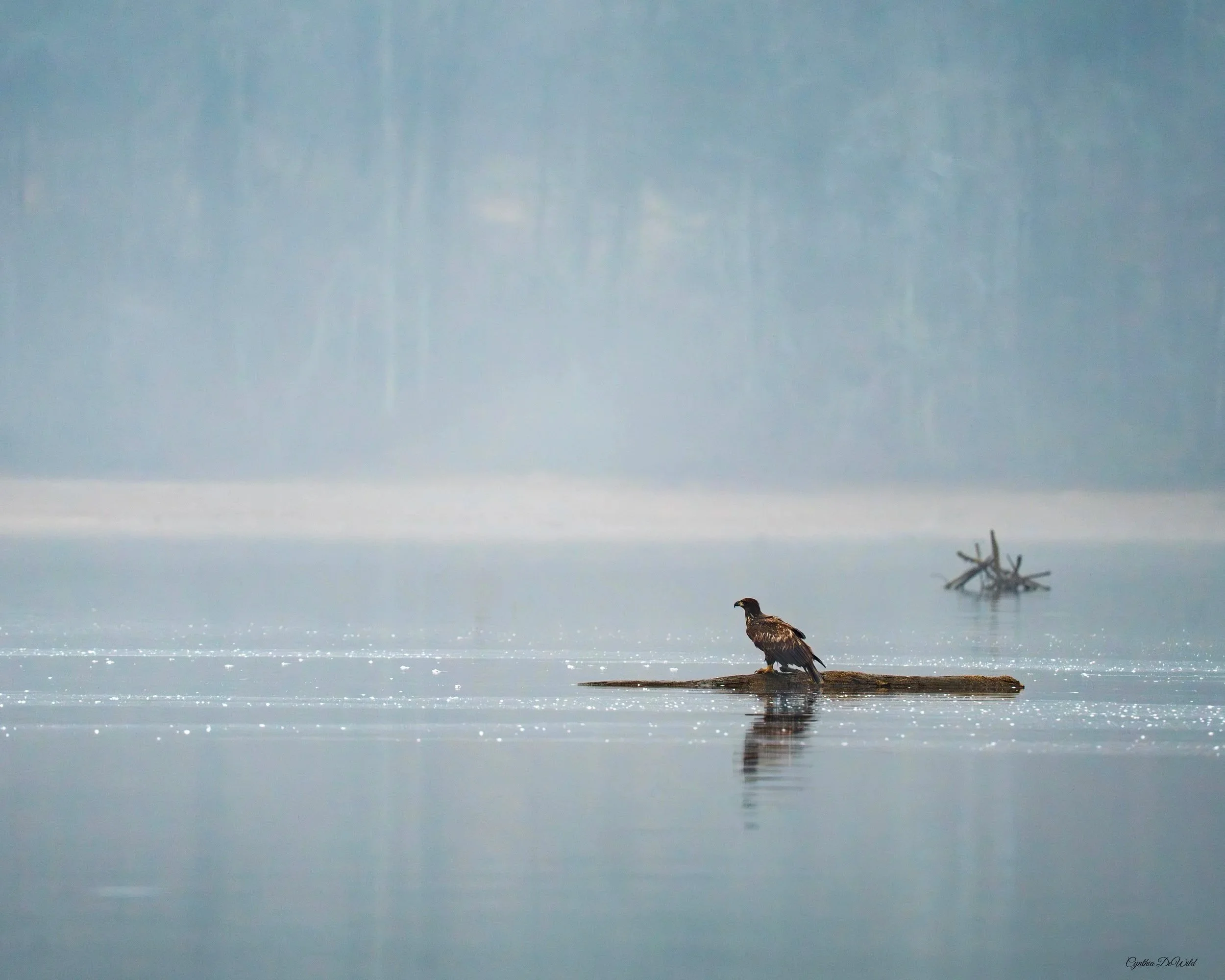 The Solitude of Morning