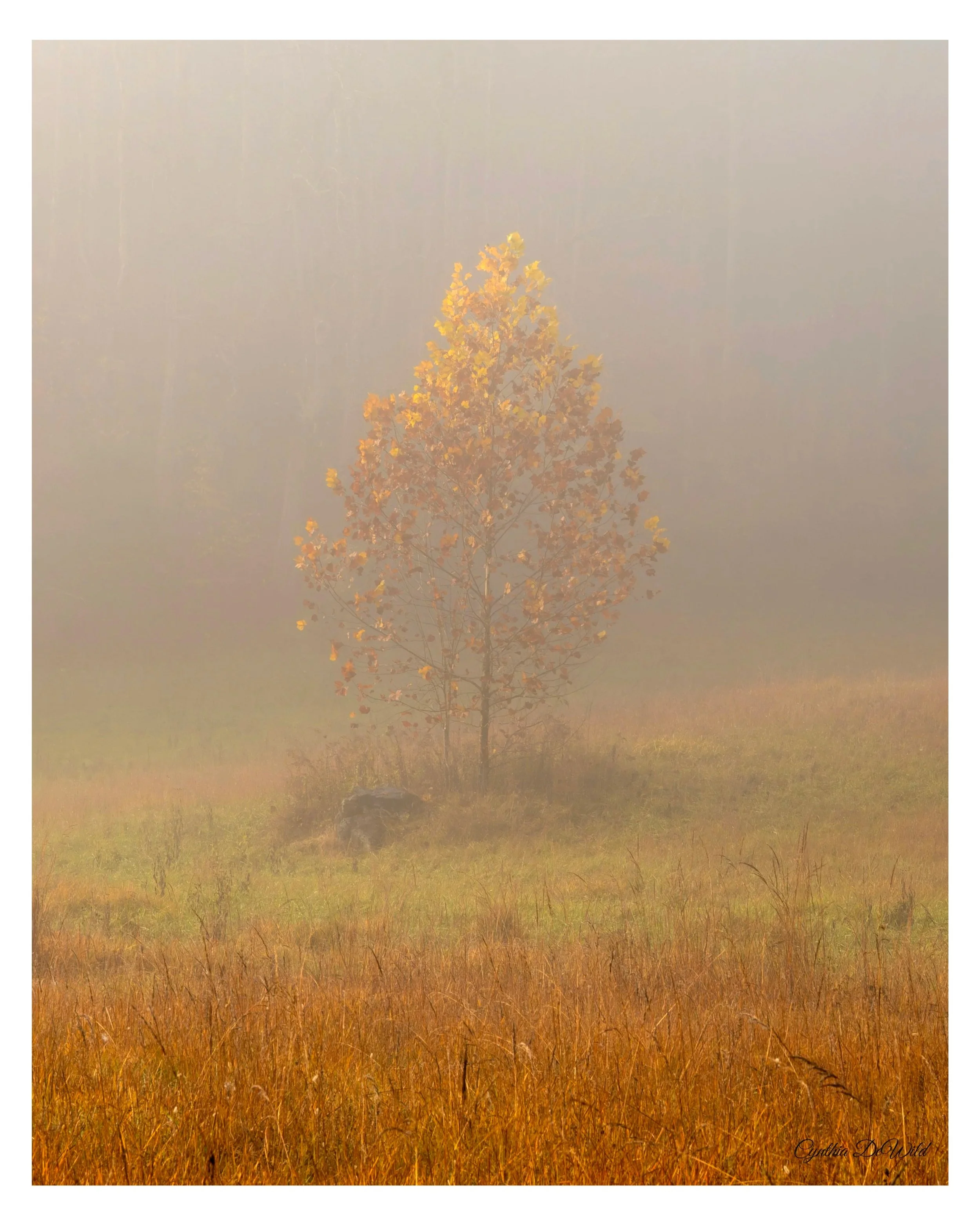 Stillness in Gold