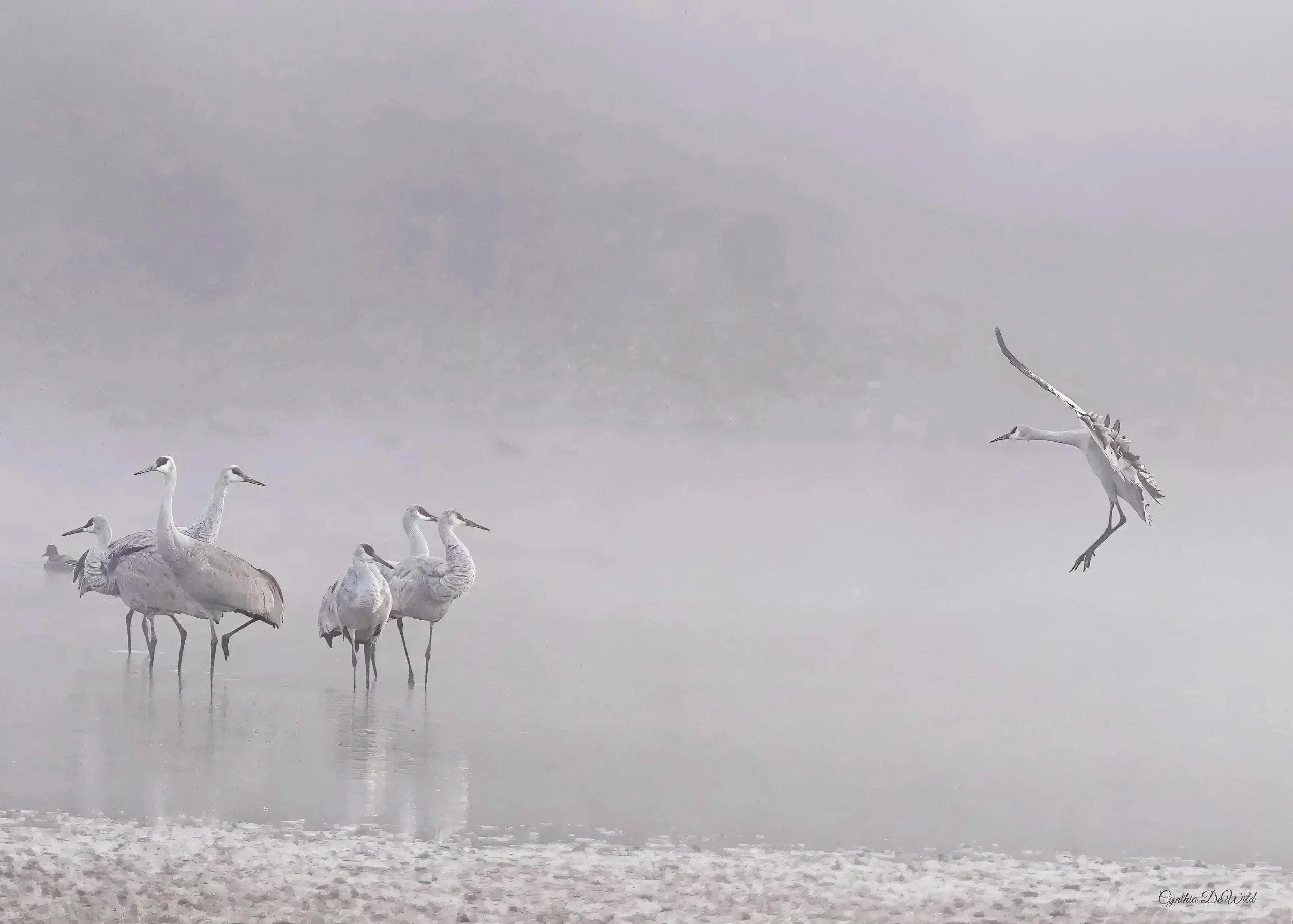 Gathered in Quiet Light