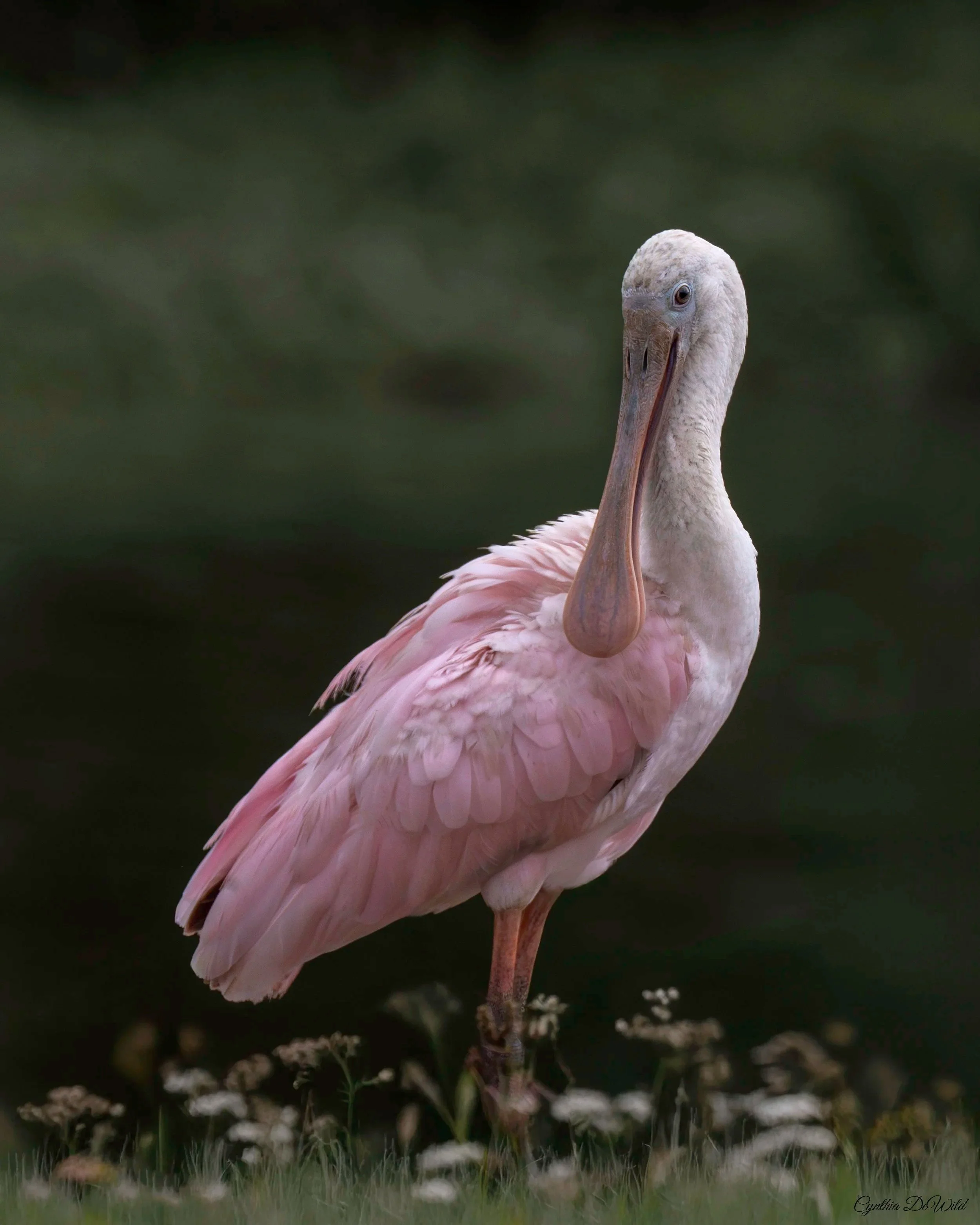Blush of the Marsh