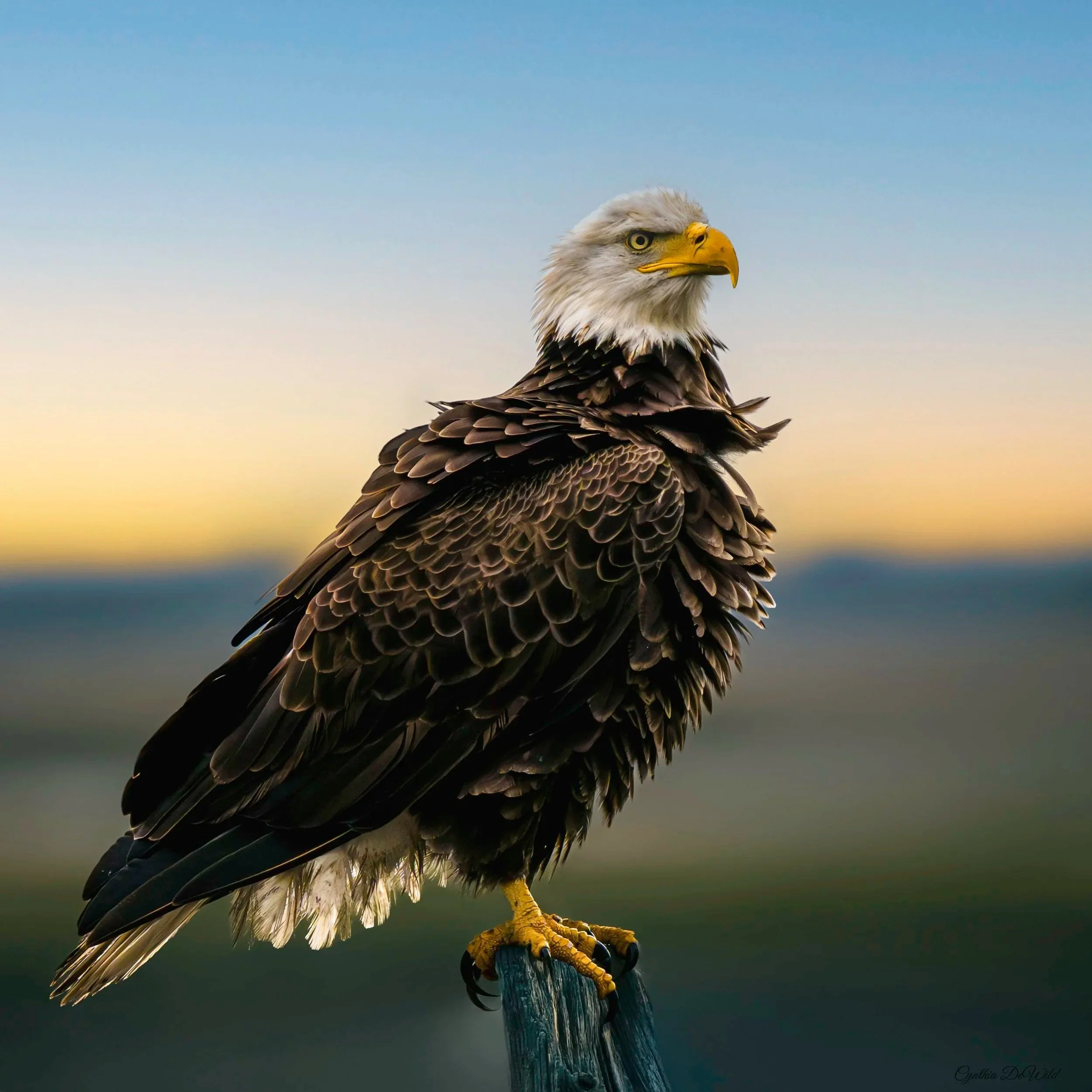 Strength in the Wind