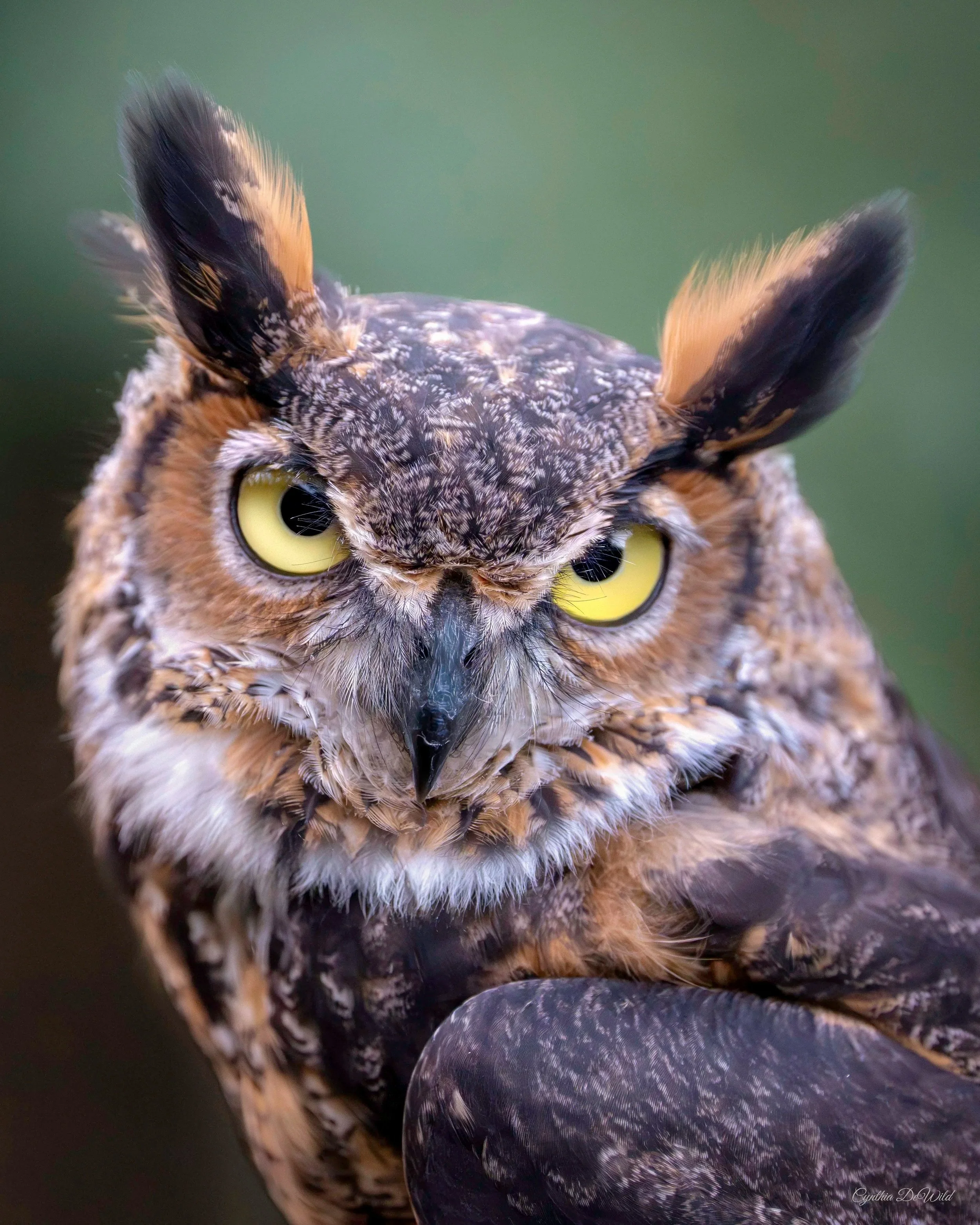The Eyes of Night