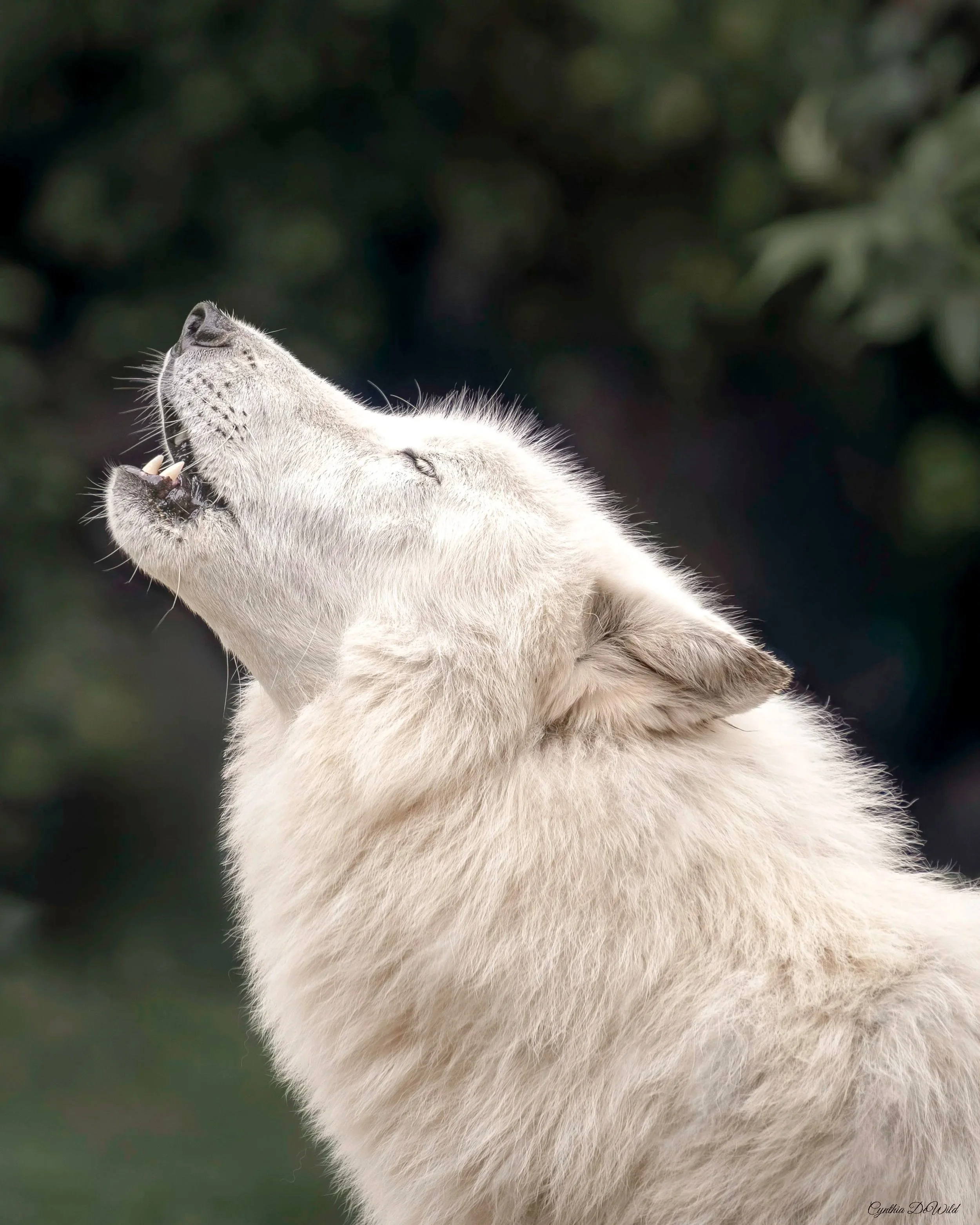 When the Wild Cries