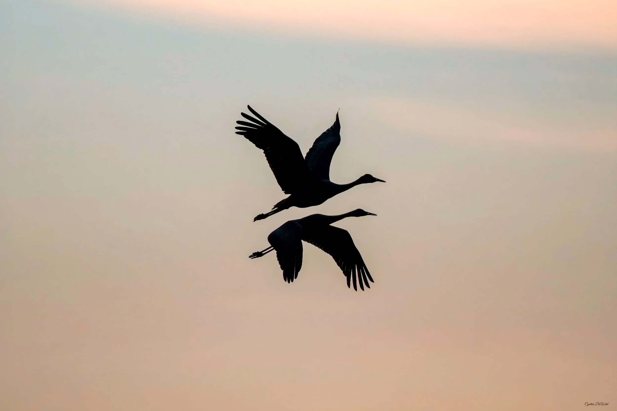 Fly With Me