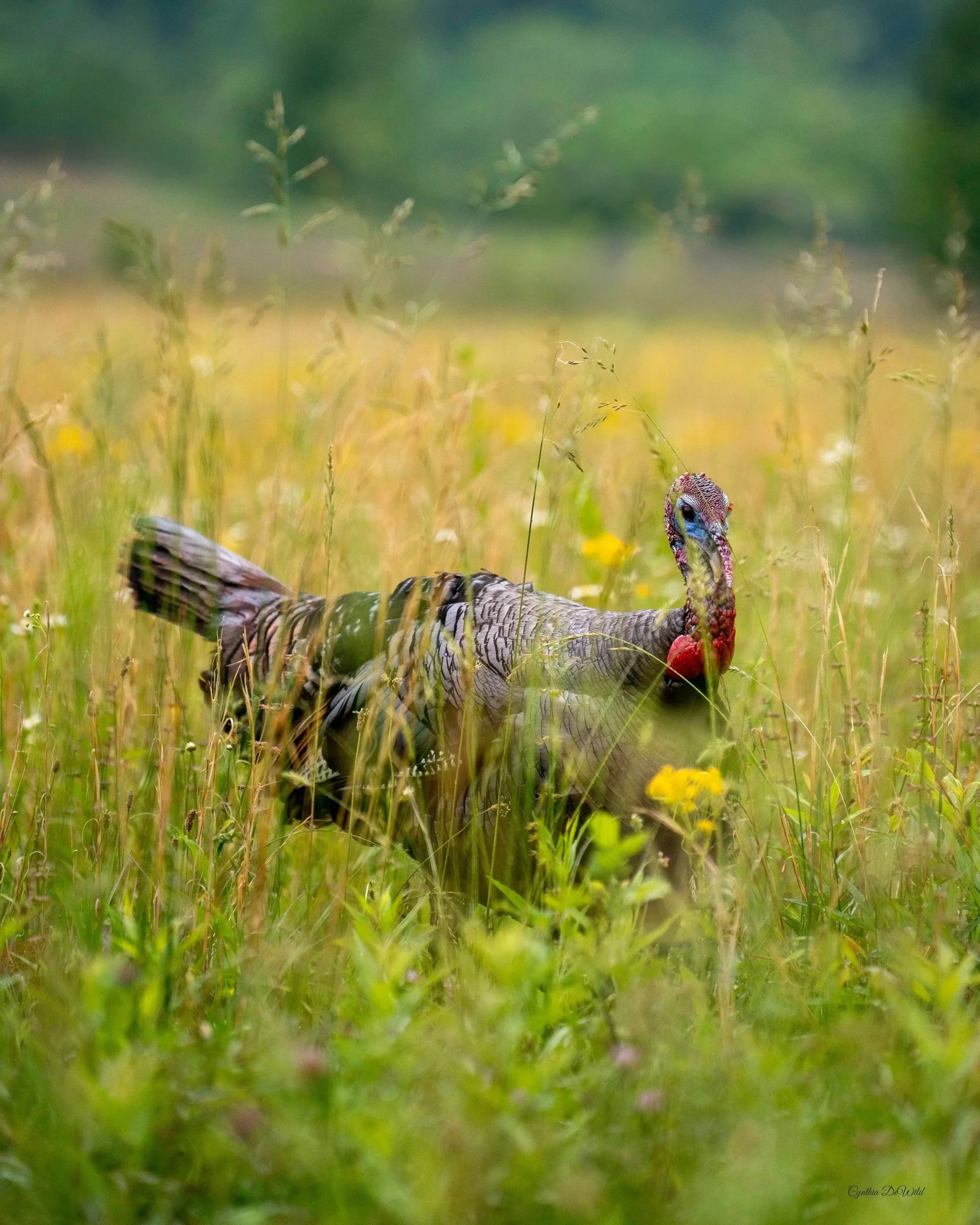 Among the Wildflowers