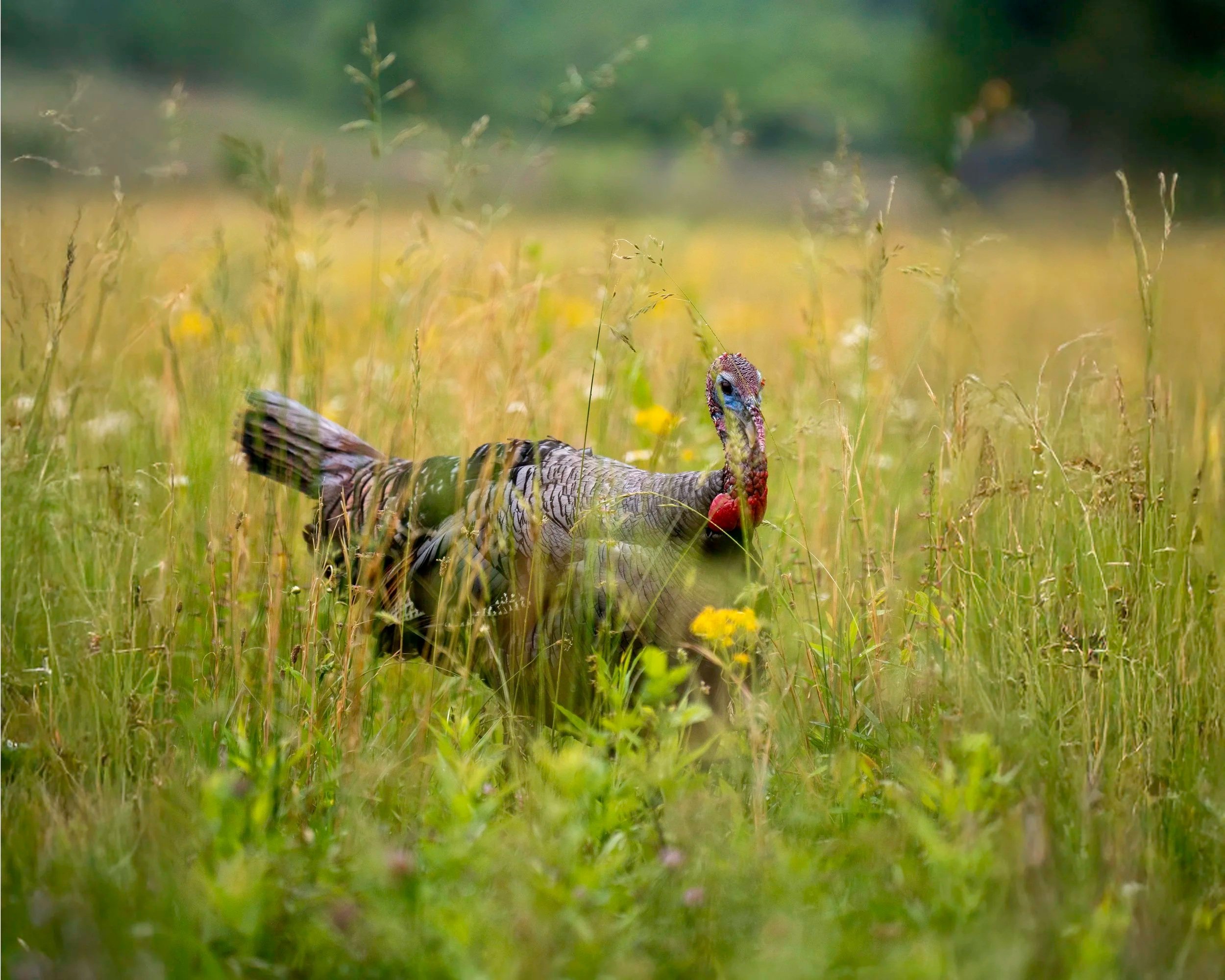 Among the Tall Grass
