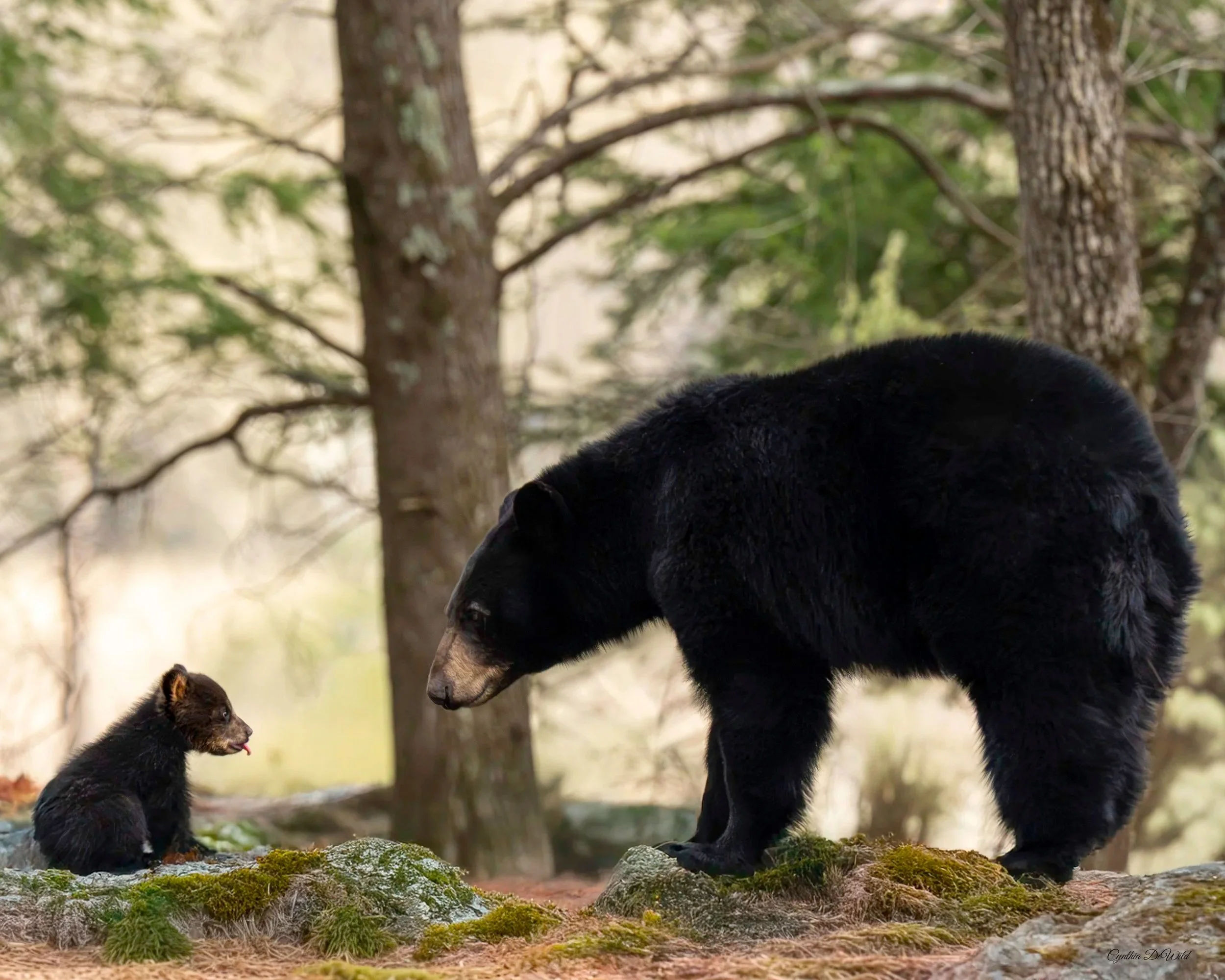 Forest Lessons