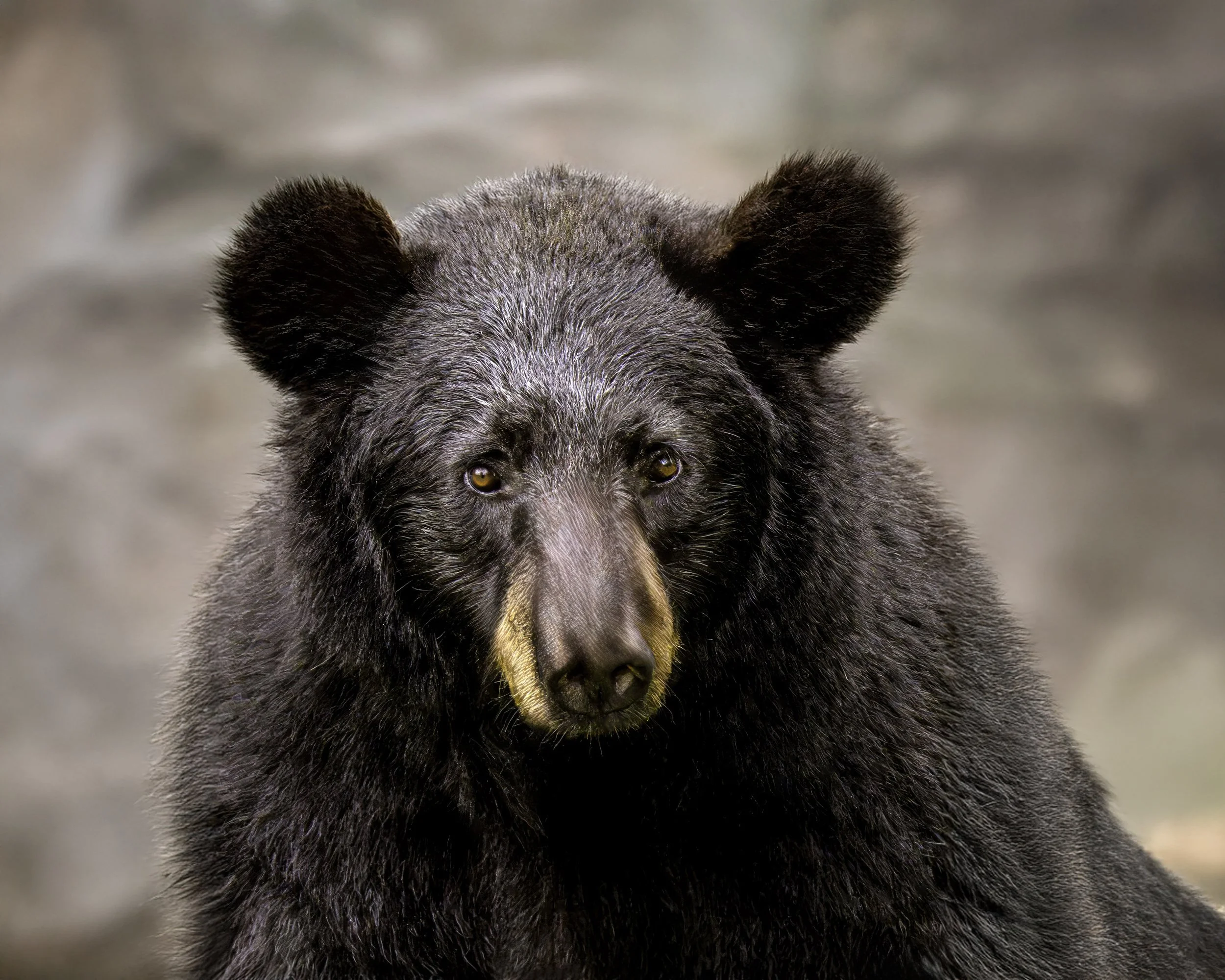 DSC00939-1 forest king website copy.jpg