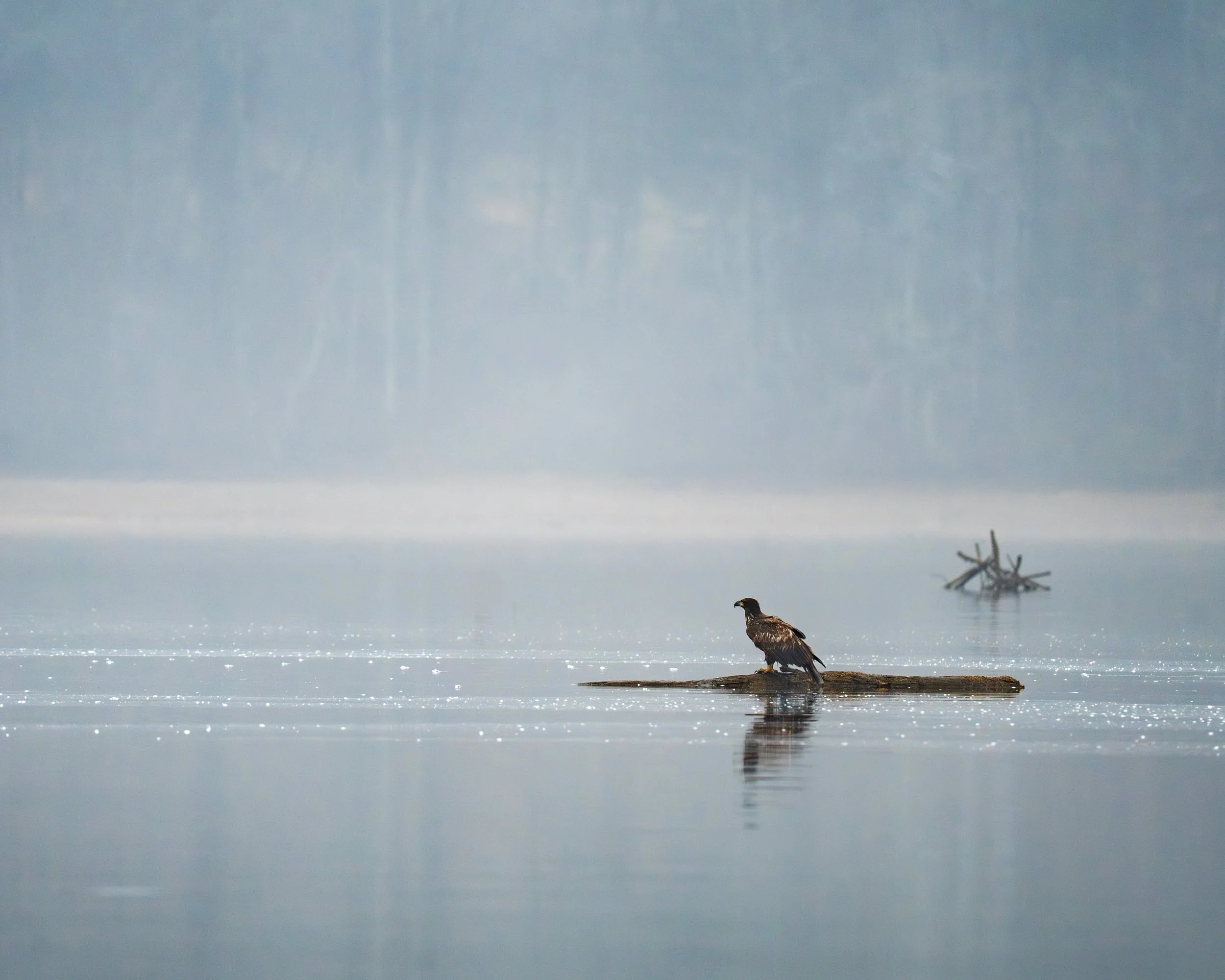 misty river eagle  website.jpg