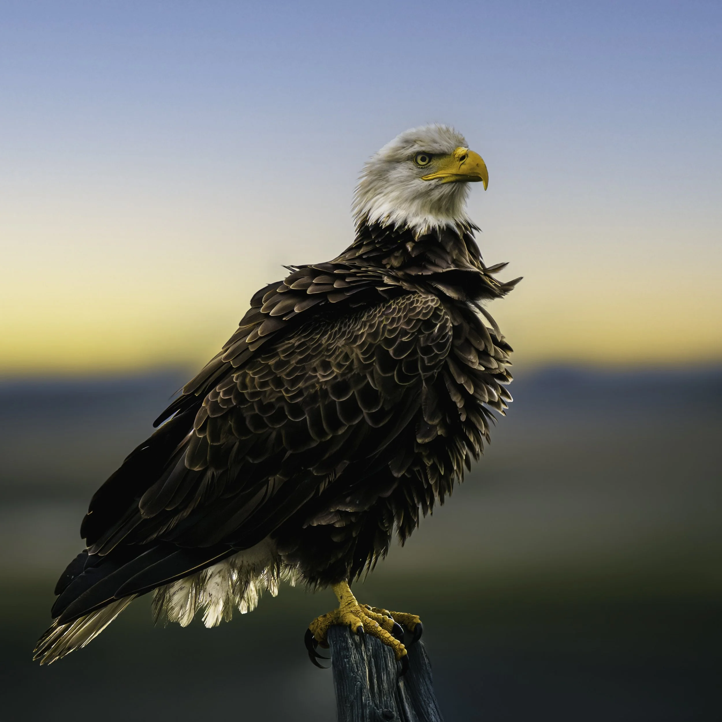 DSC05007 eagle WS P.jpg