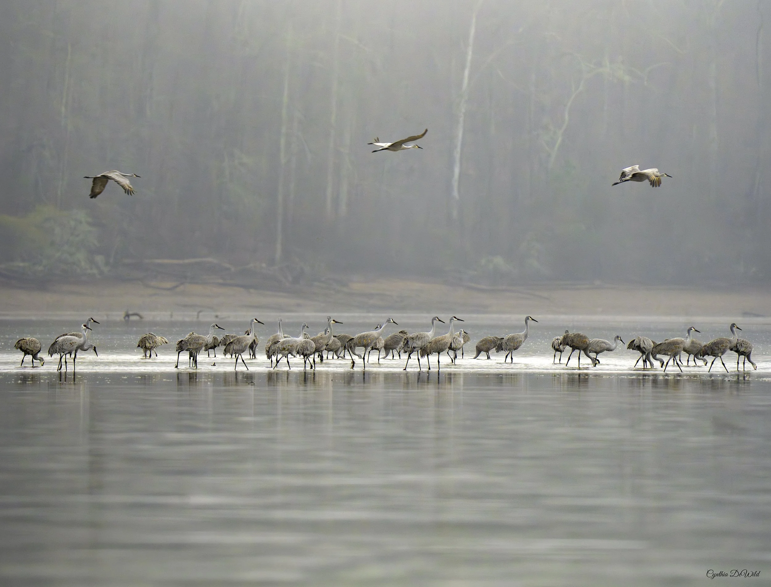 Where the Wild Dwell  >