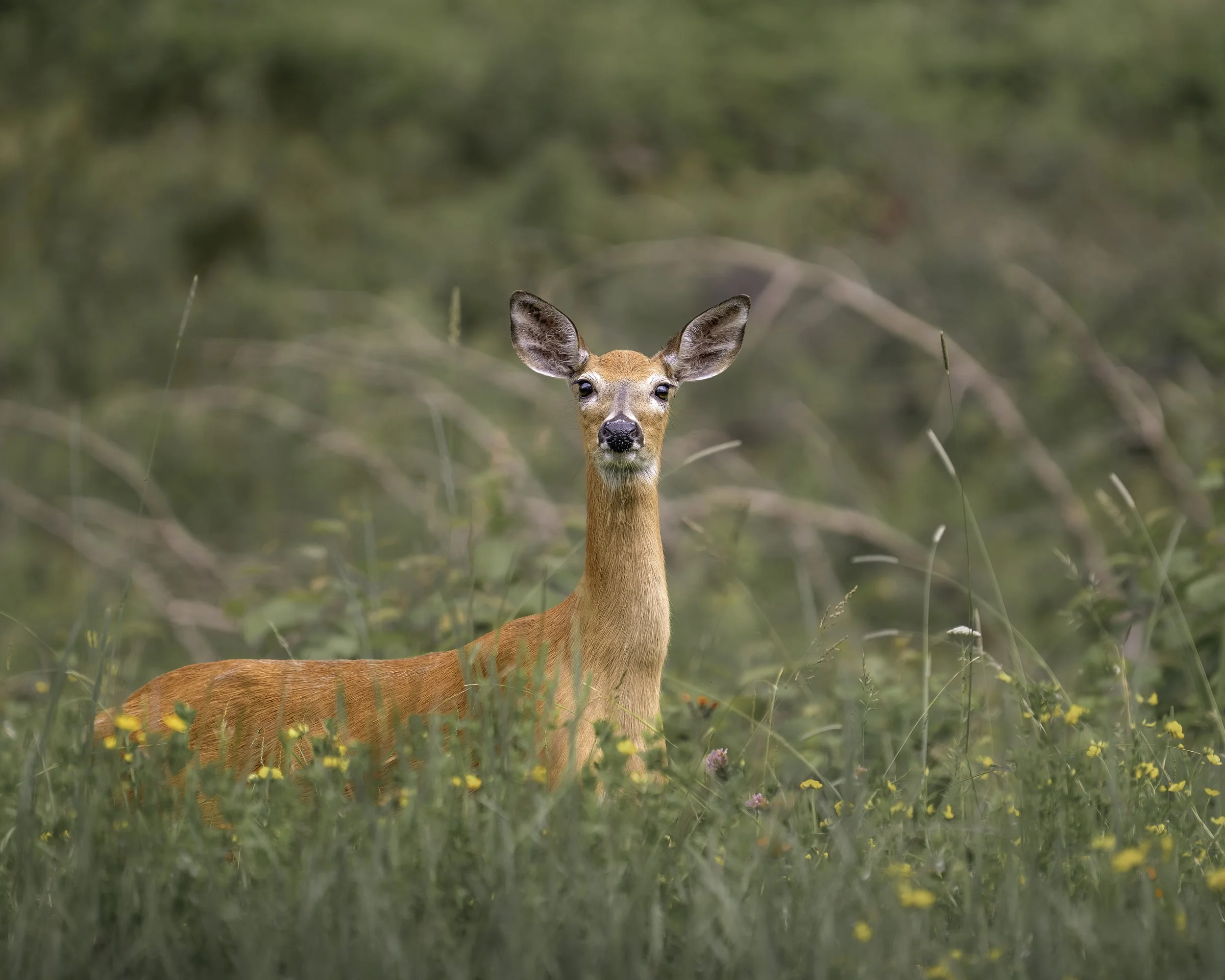 DSC01340 copy WS P.jpg