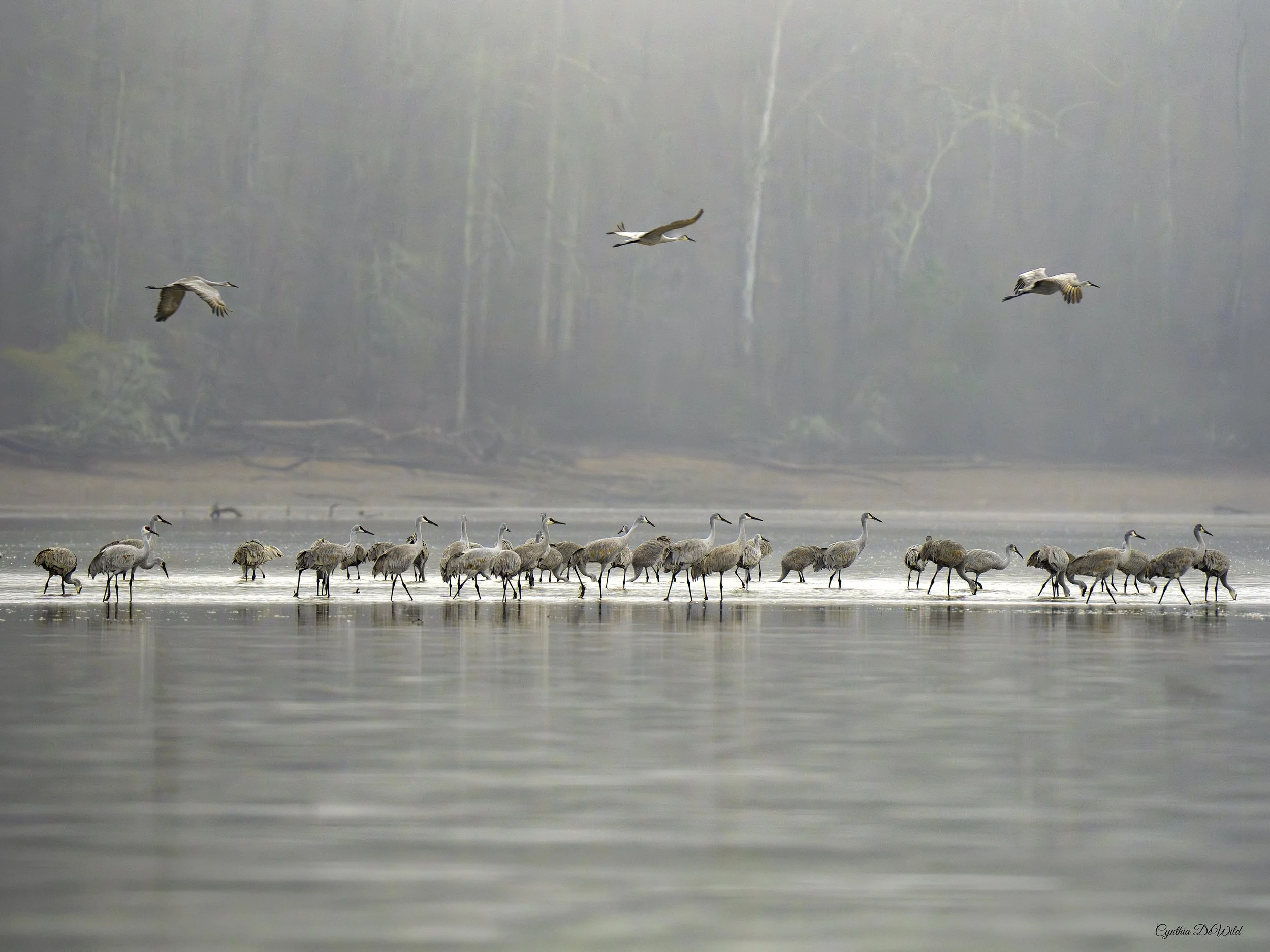 muted cranes in flight and river Fine Art P.jpg