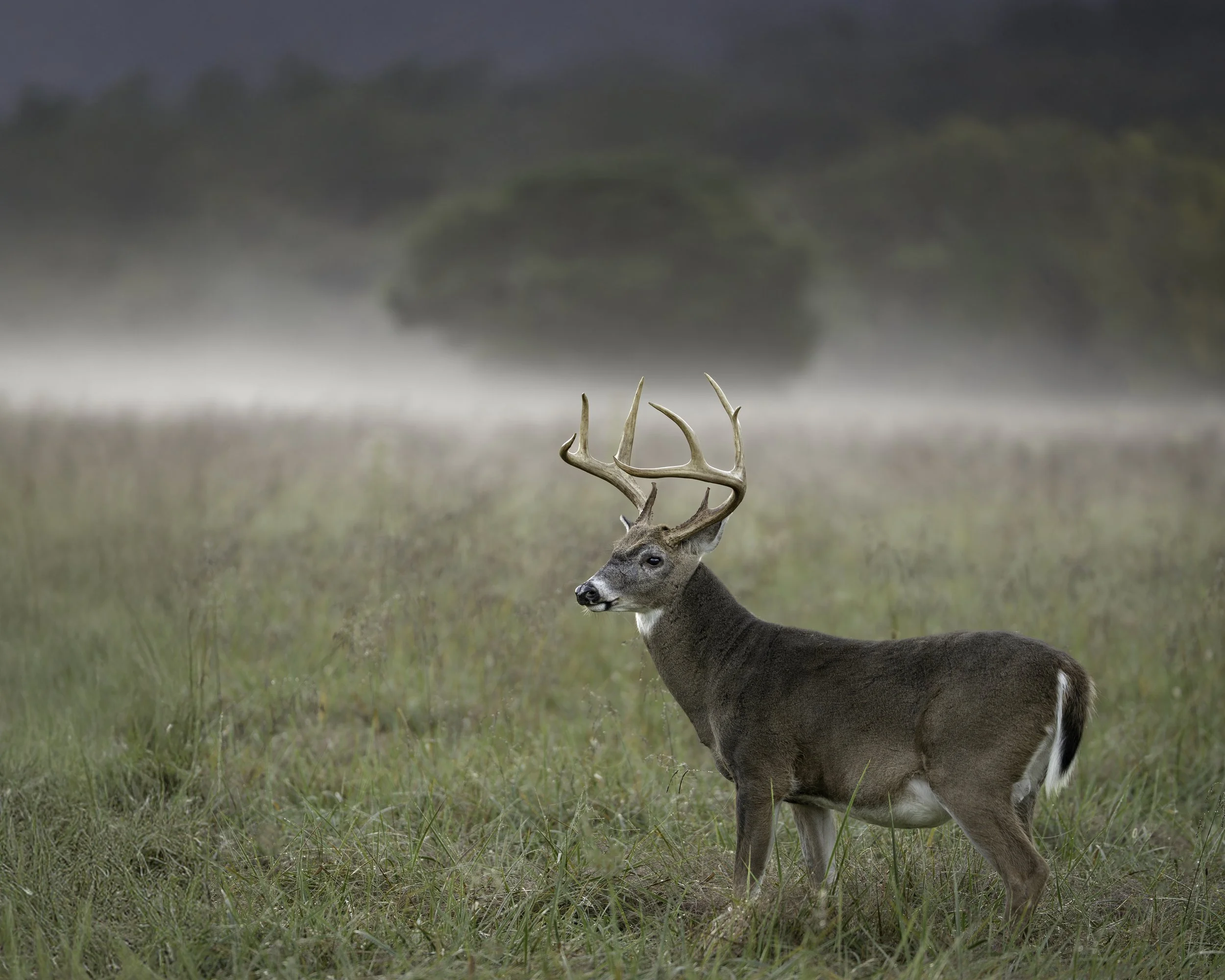 The Meadow Watcher WS P.jpg