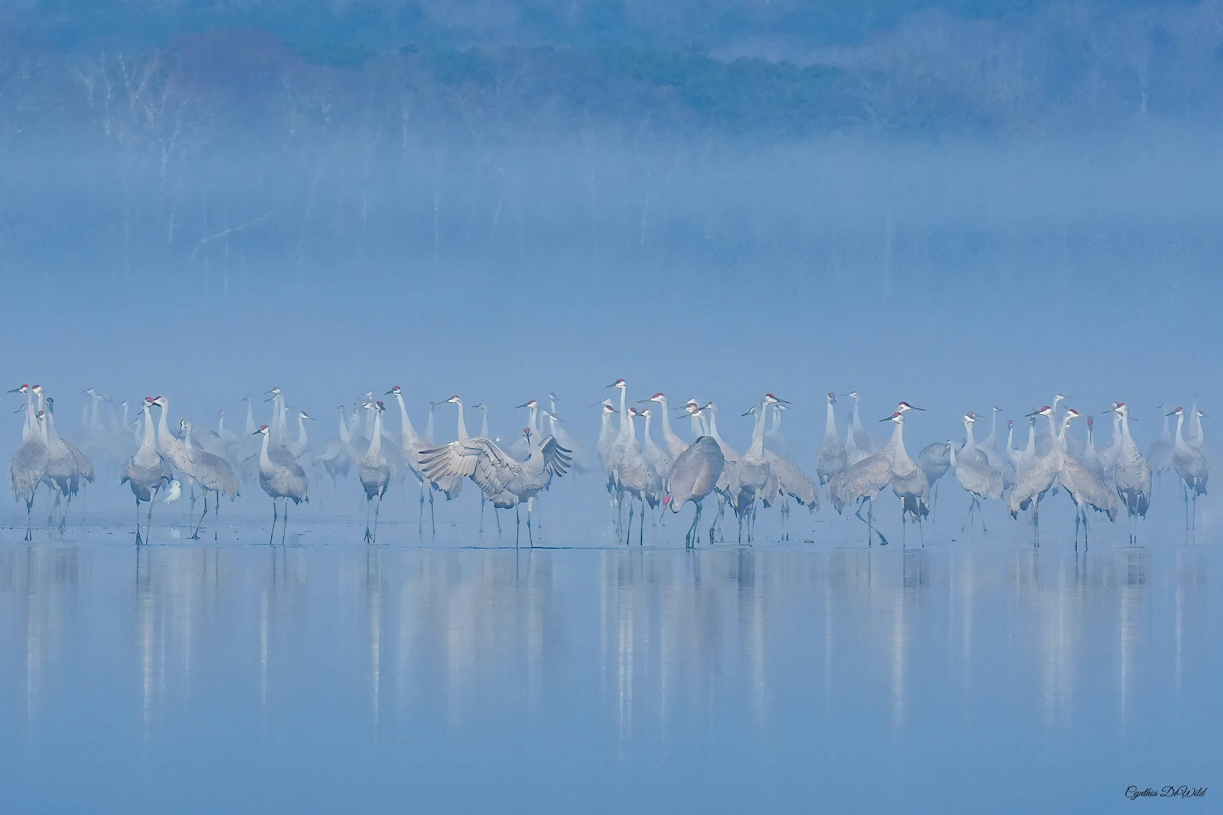 cranes in blue fog print copy 4x3 ratio copy.jpg