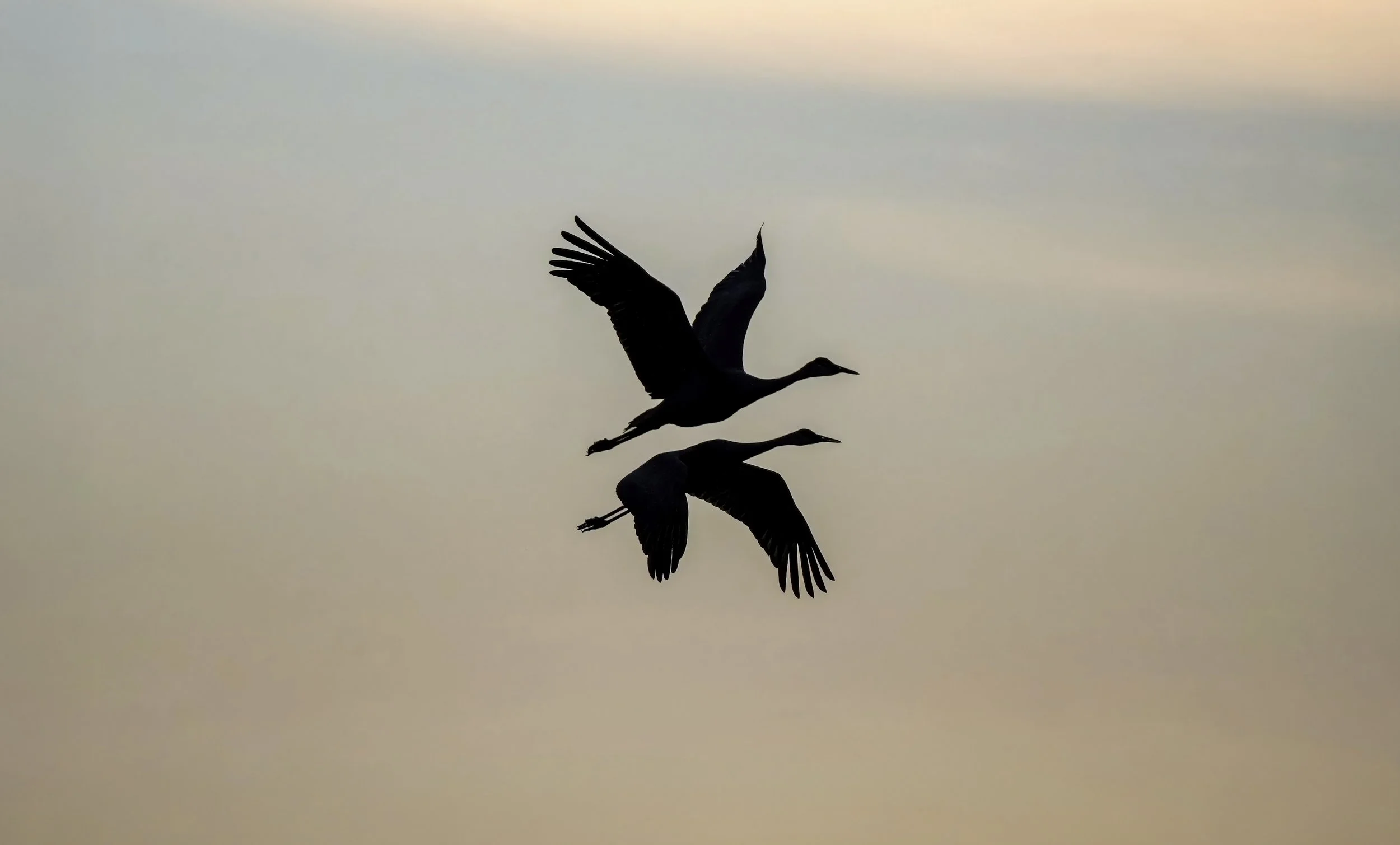 DSC09650-silloette cranes website copy.jpg