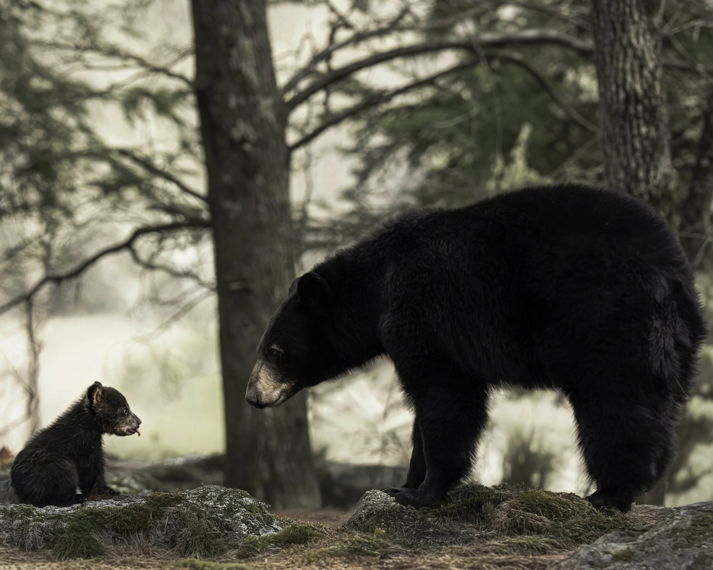 DEWILD_LittleBearBigAttitude WS P.jpg