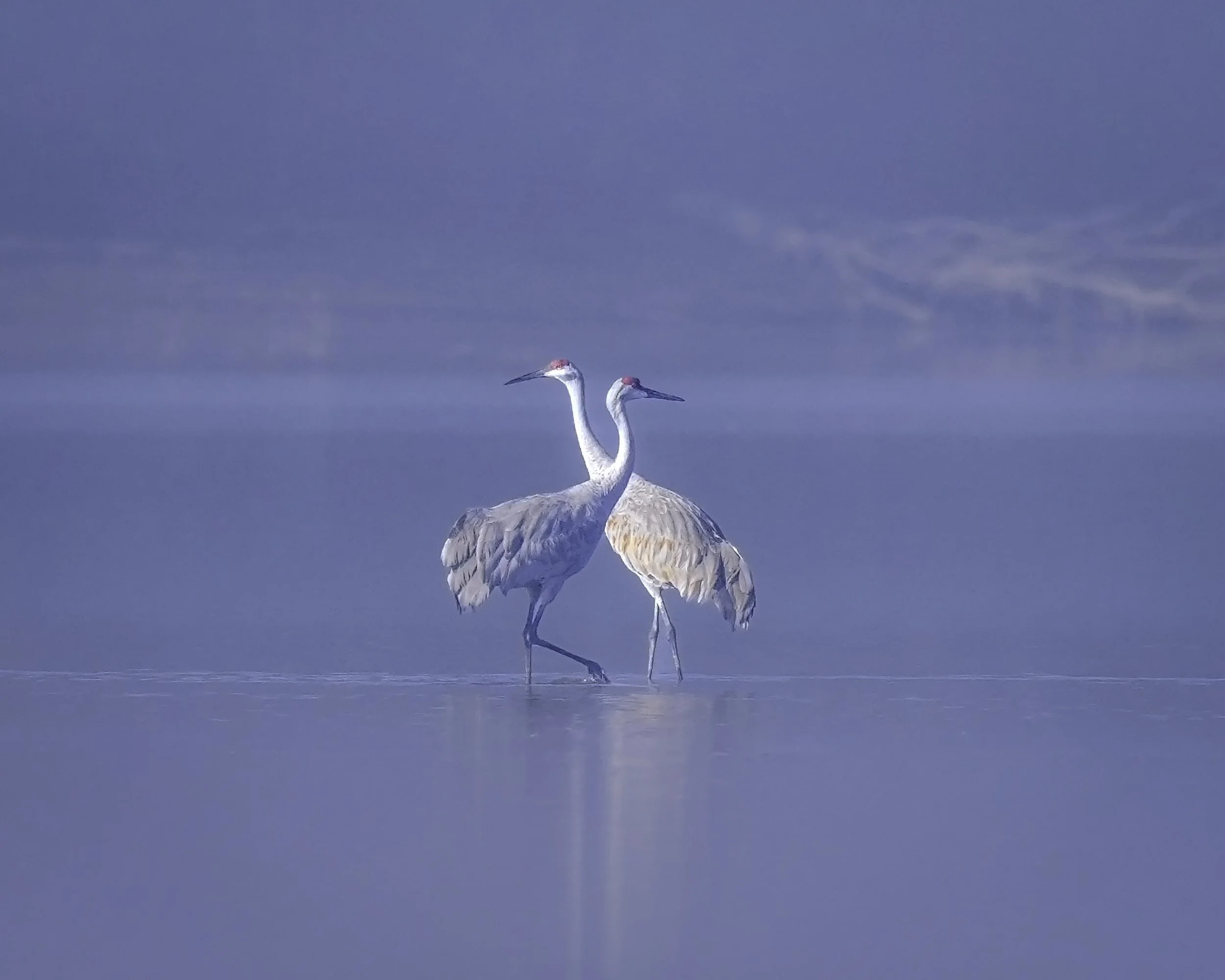 DSC00409 crane couple in blue ws p.jpg