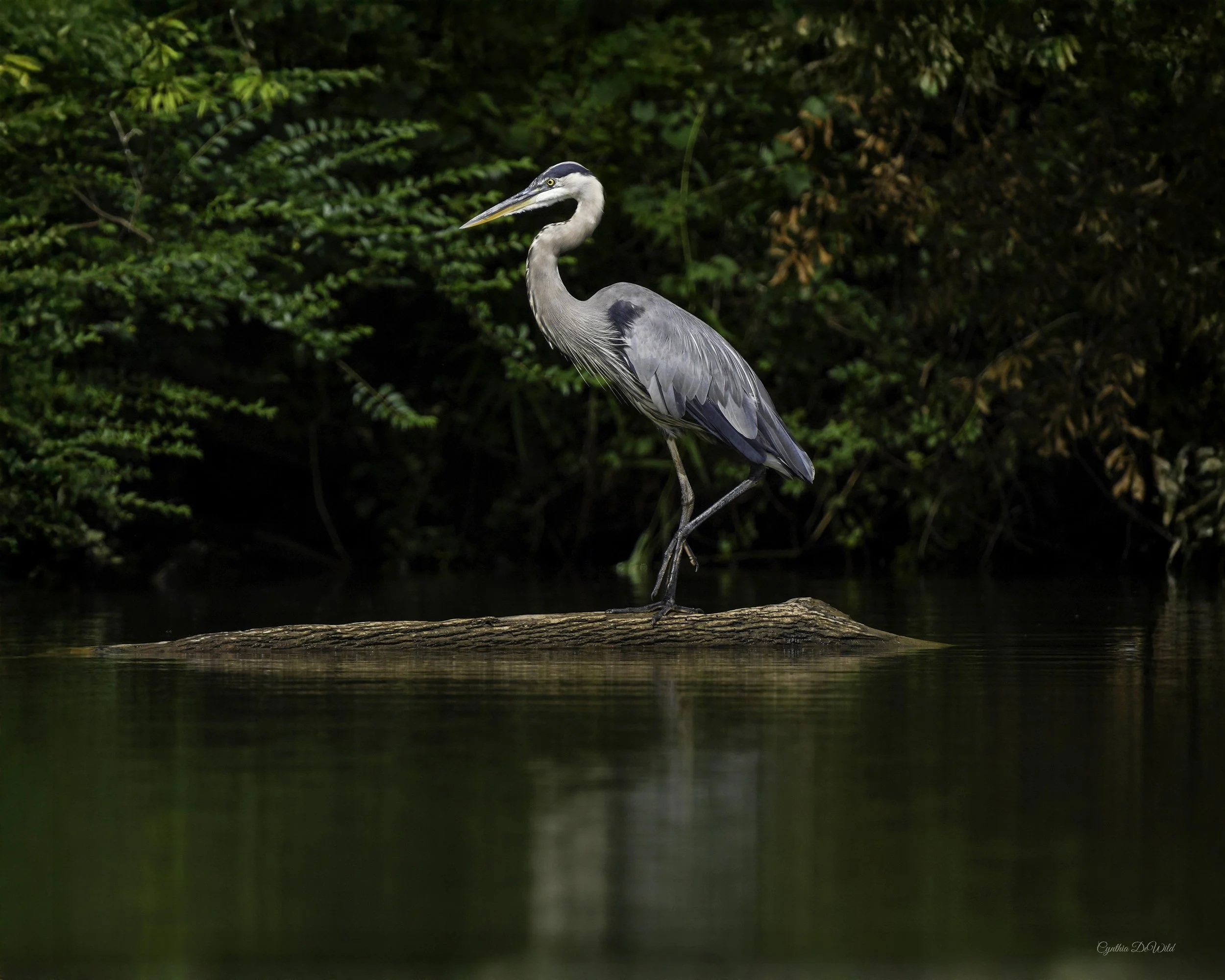 DSC04499-The Dancer BAC copy 4-print.jpg