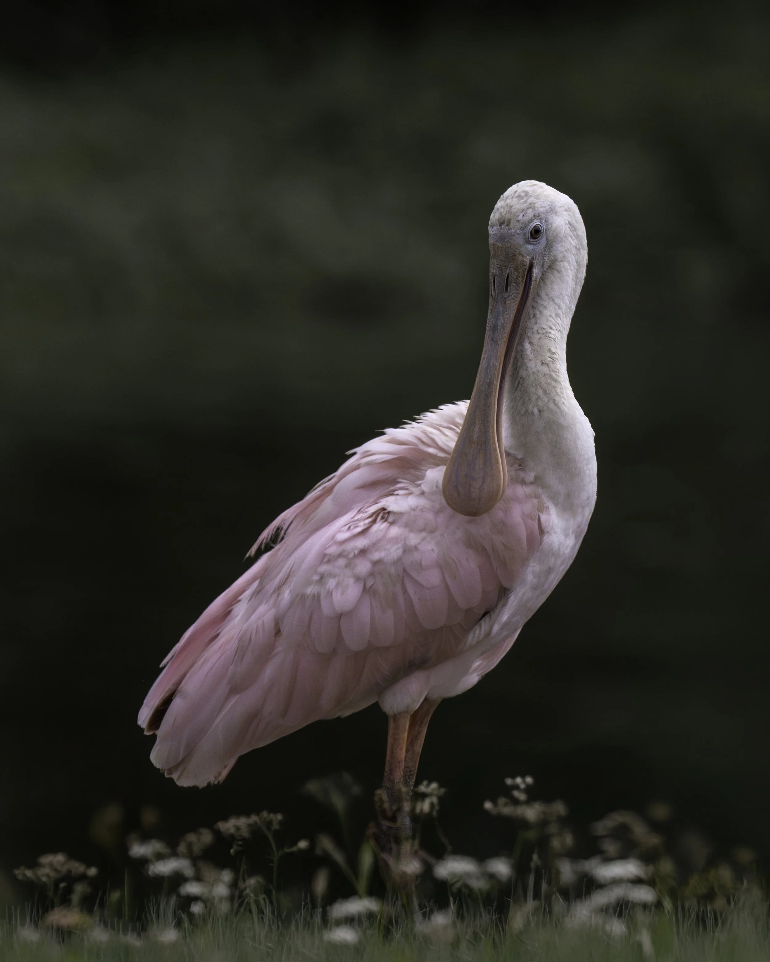 DSC02303 spoonbill website print copy 2.jpg