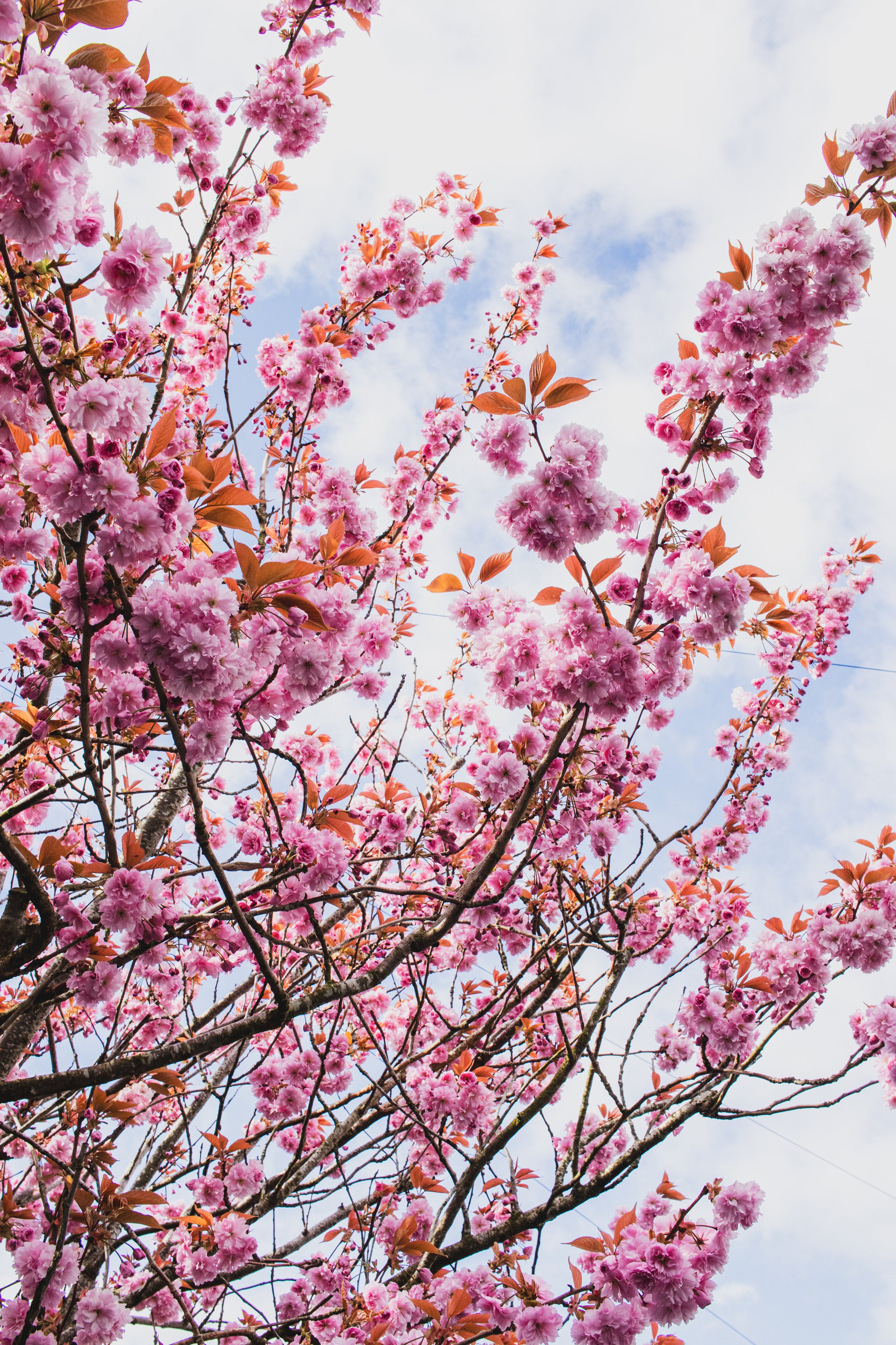 Pink cherry blossoms on tree branches against a partly cloudy sky.