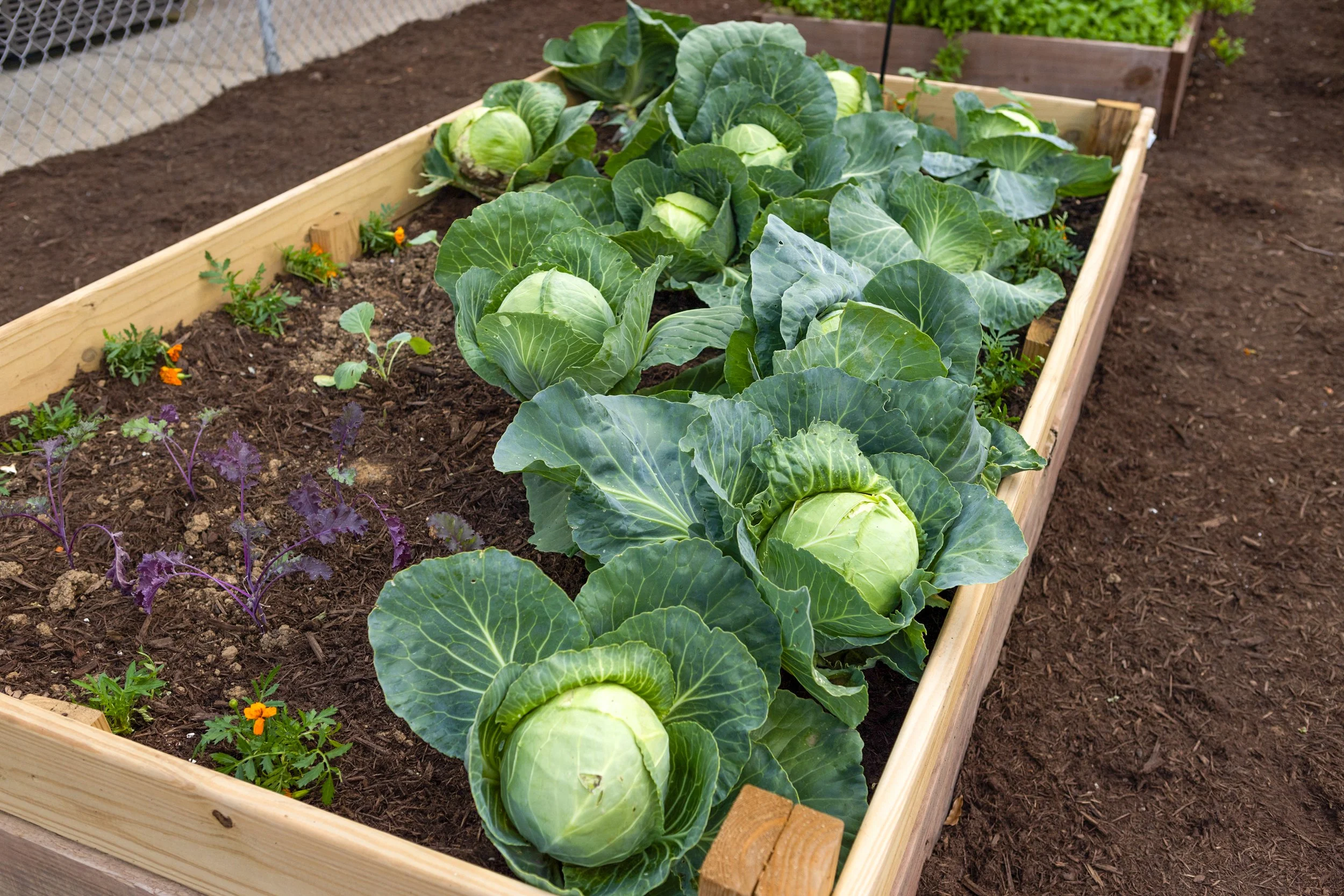 A wooden garden bed filled with green cabbage plants and small flowering plants, with dark soil and a chain-link fence in the background.