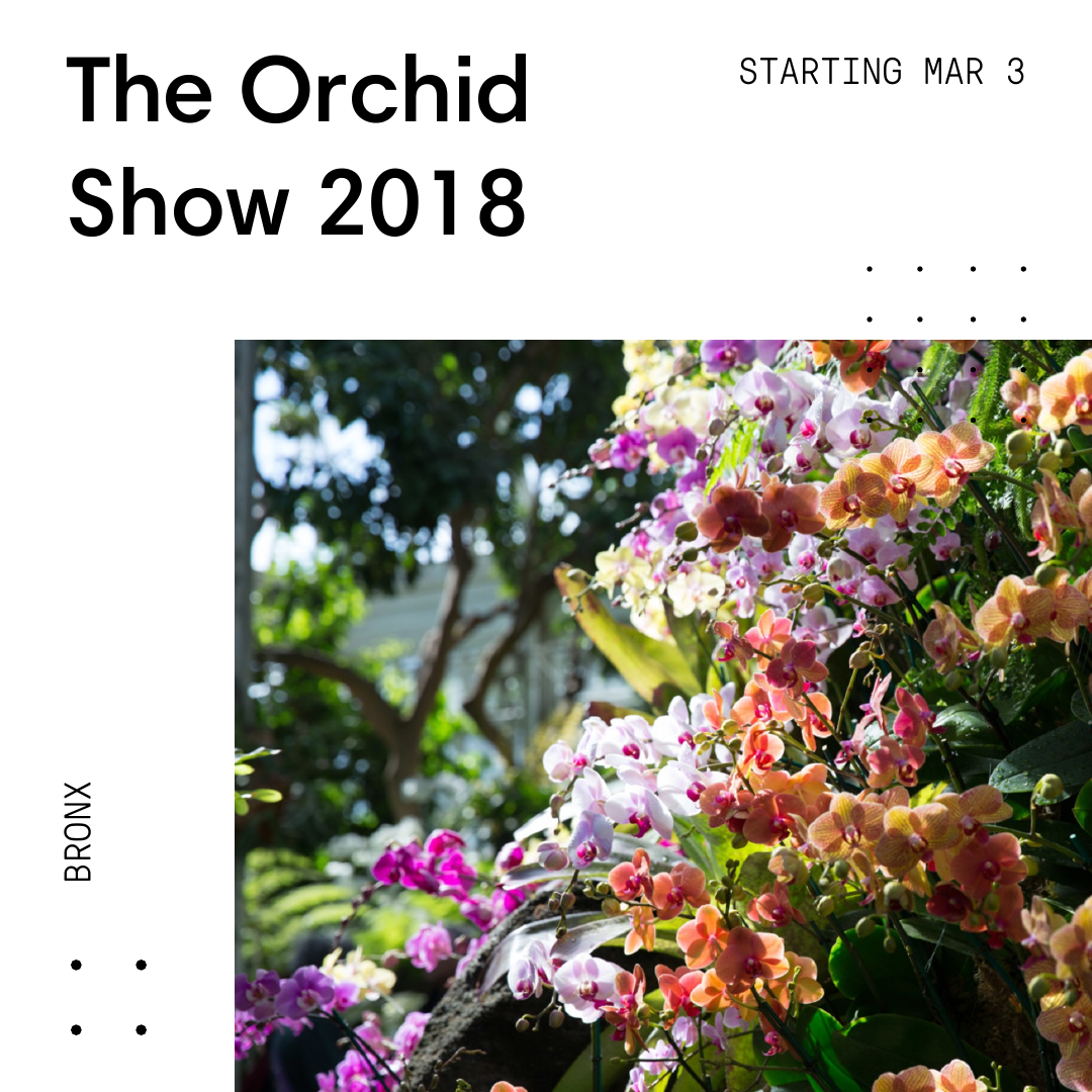 Orchids-2018.03.01-01.11.18.png