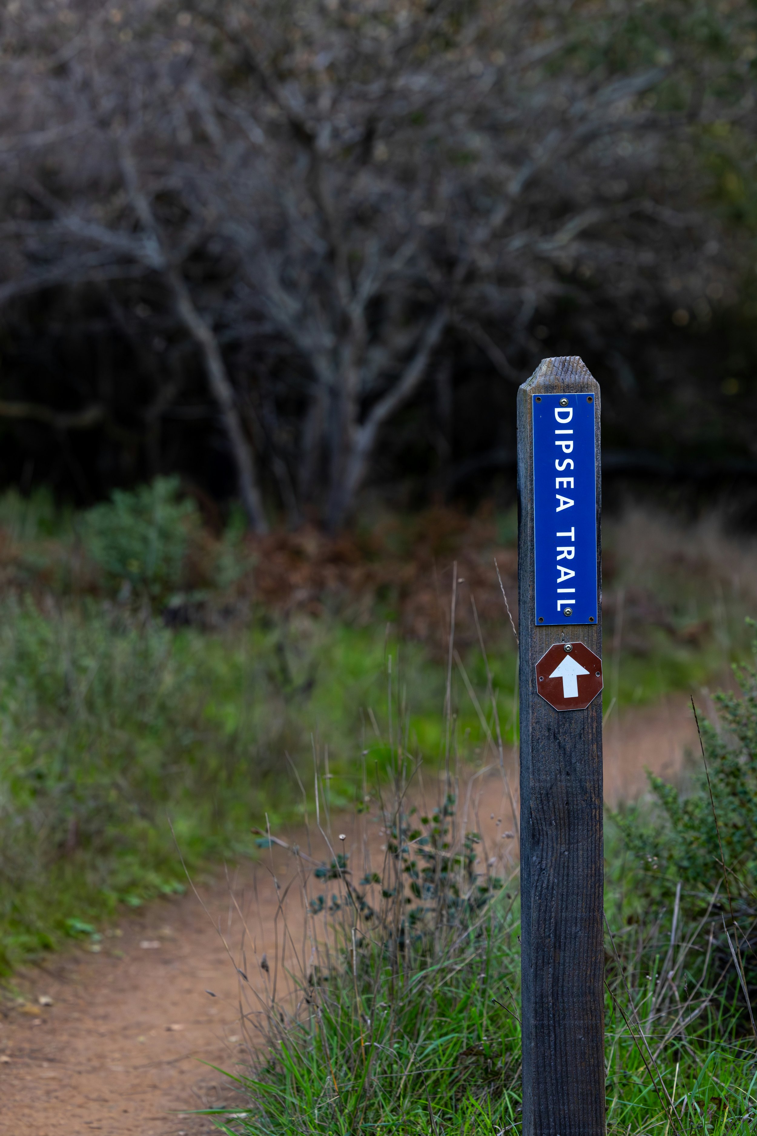 Trail marker with a blue sign reading 'DIPSEA TRAIL' and a white arrow pointing forward, next to a walking path surrounded by grass and bushes, with a wooded area in the background.
