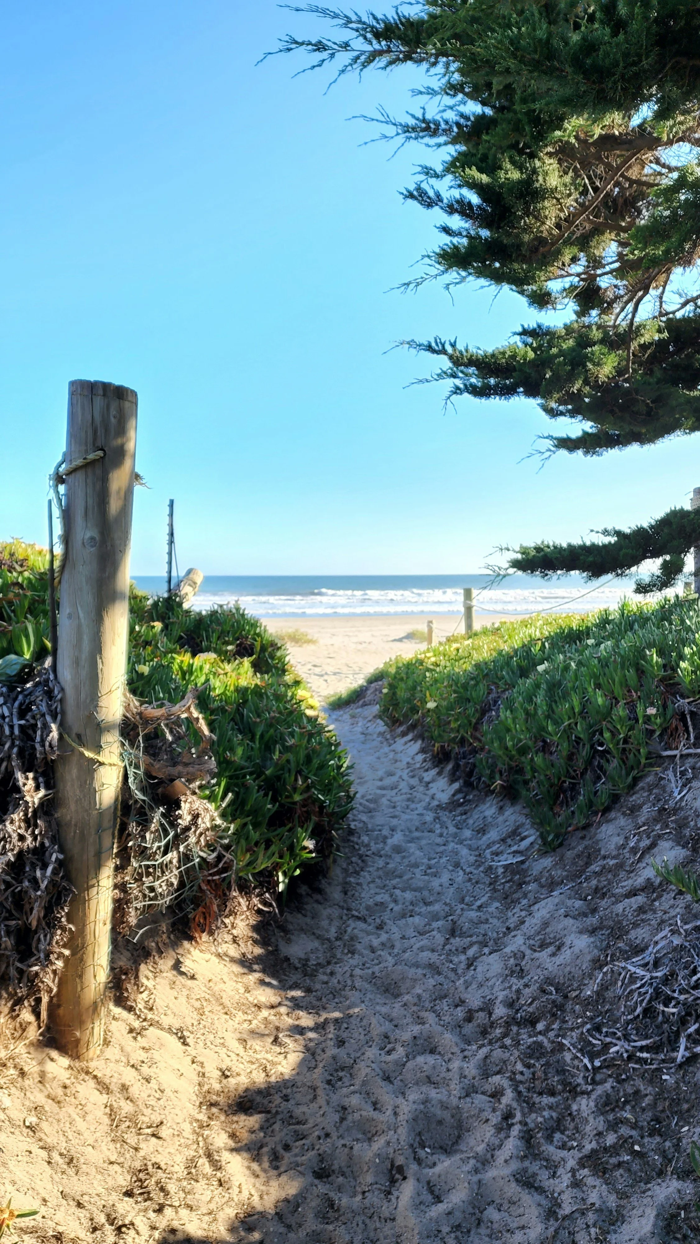 A sandy pathway with green bushes on either side leading to a beach with ocean waves and a clear blue sky, framed by trees and a wooden post.