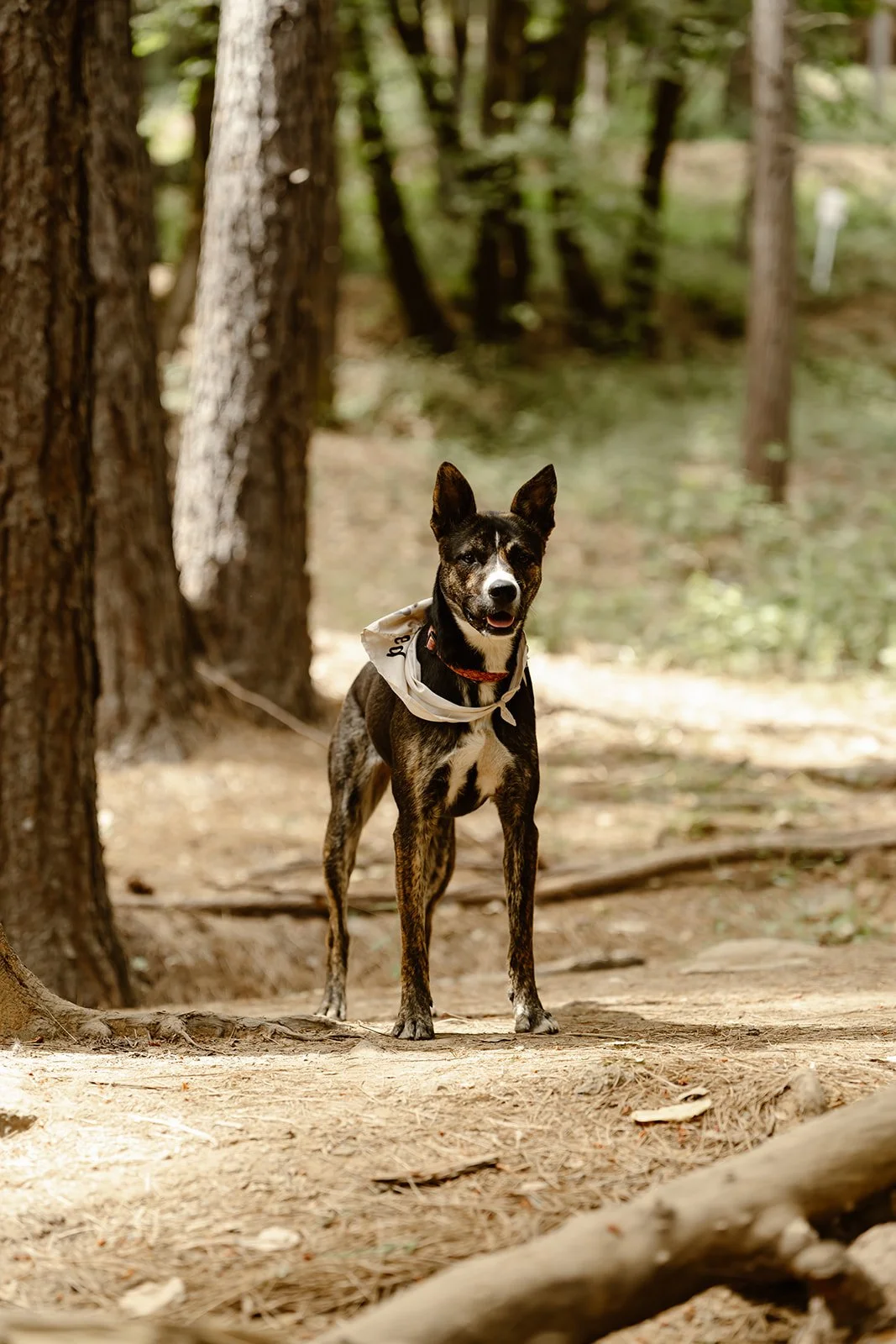 Allie and Devin_s Sneak Peaks - 1-12.jpg