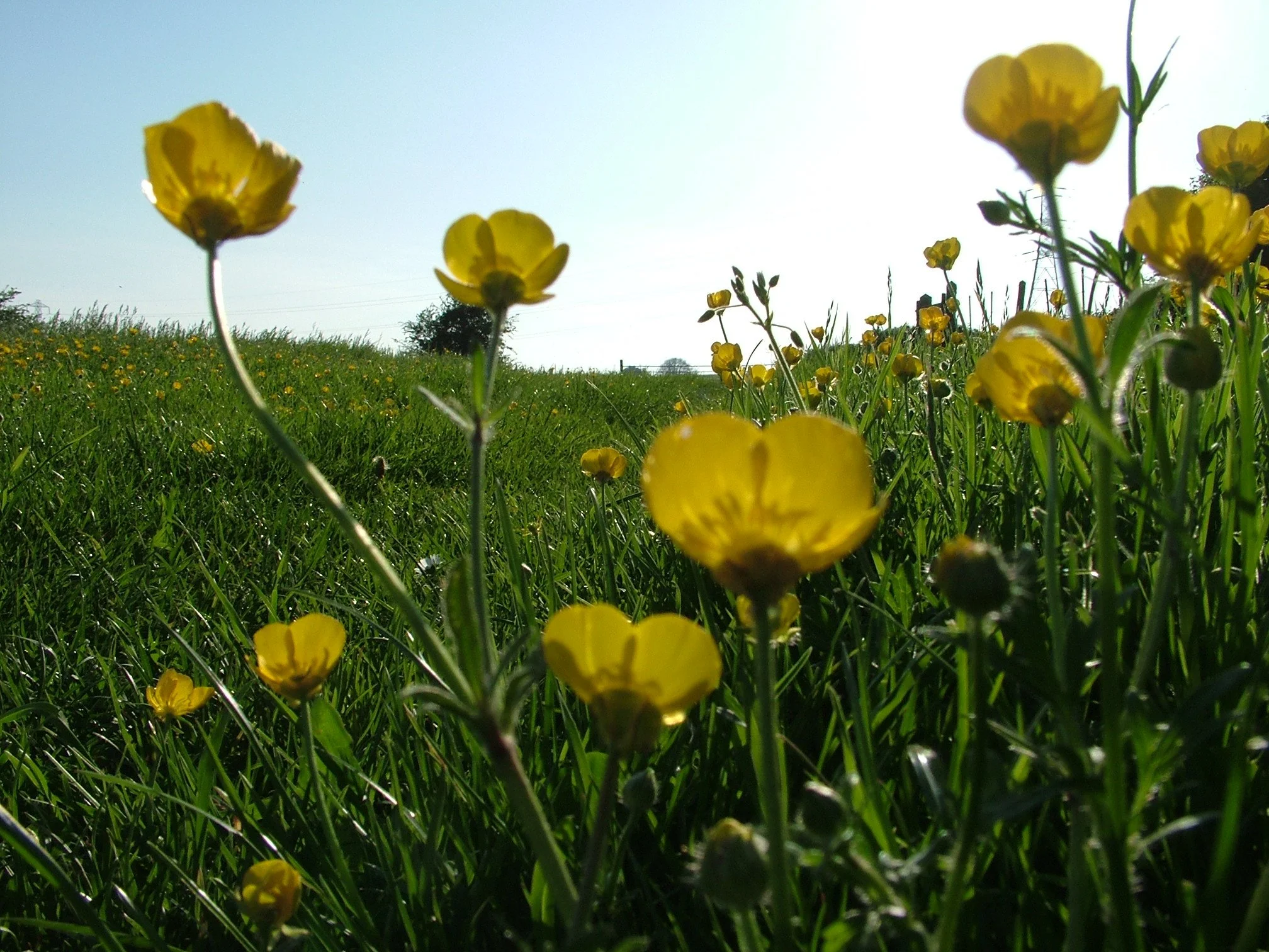 Buttercups in grass blue sky.jpg
