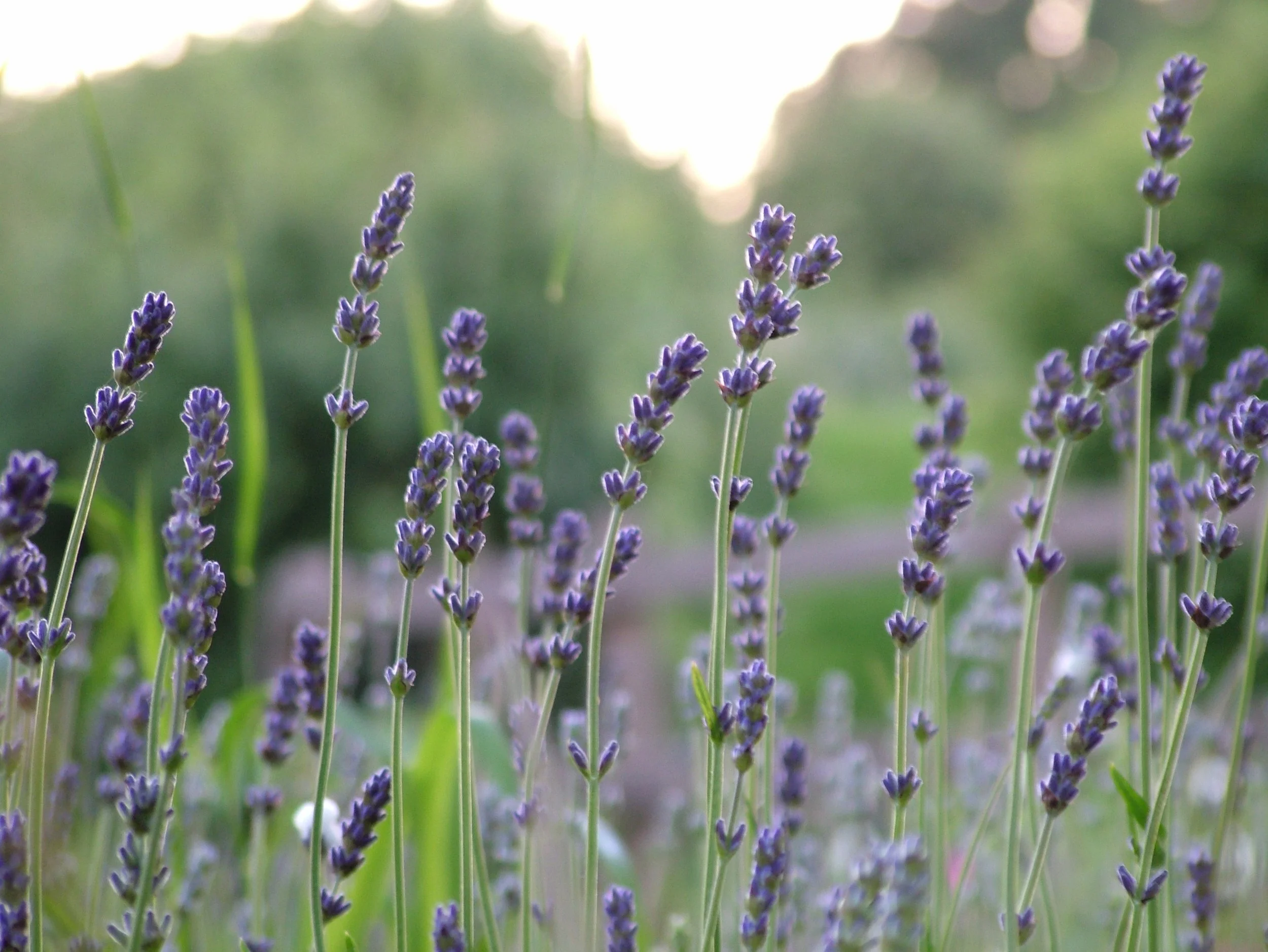 Lavender Hedge.jpg