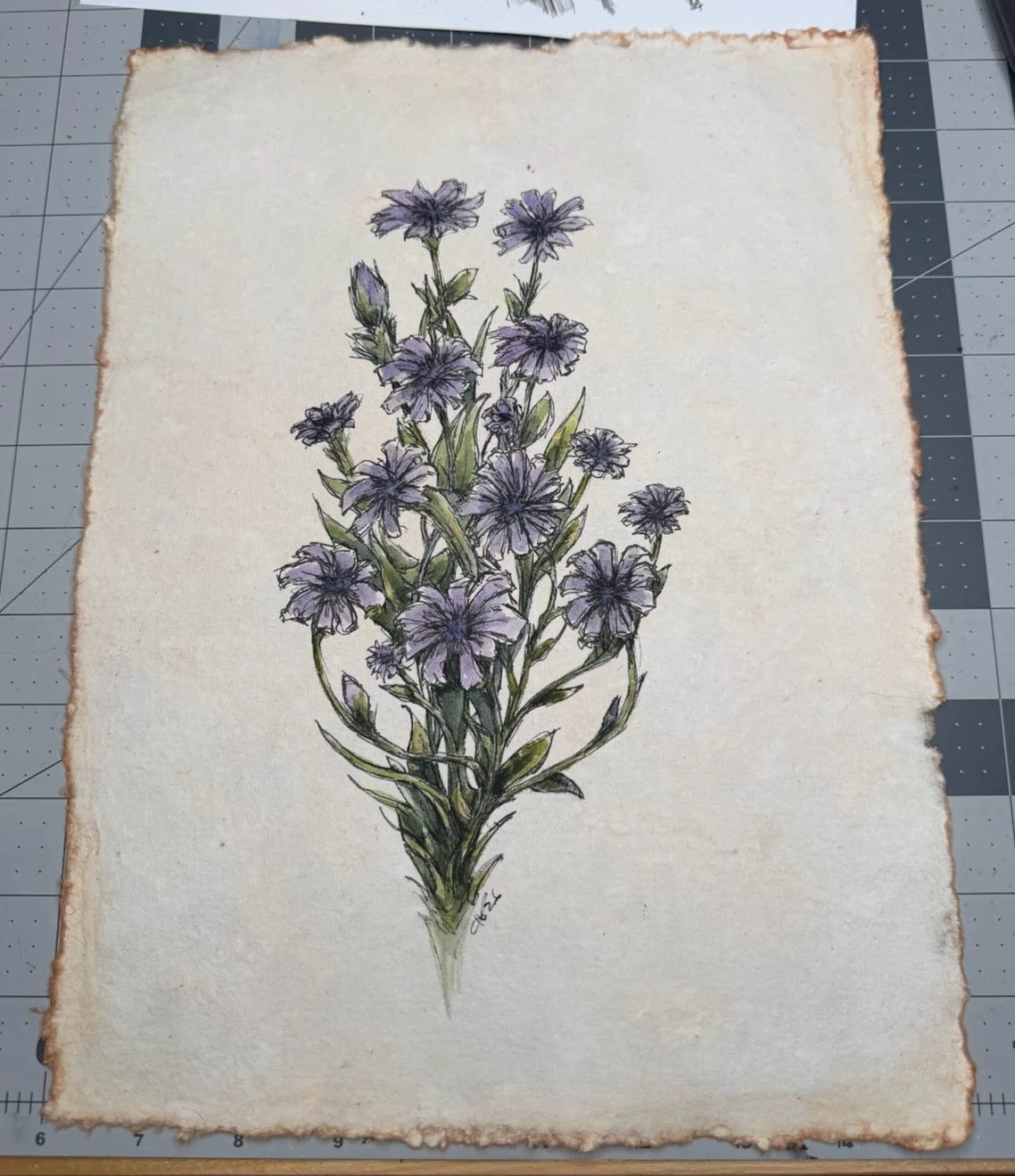 Chicory01.jpg