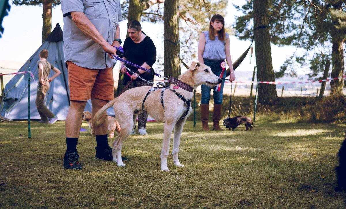 People attending a dog show outdoors with dogs on leashes, trees, and a tent in the background.