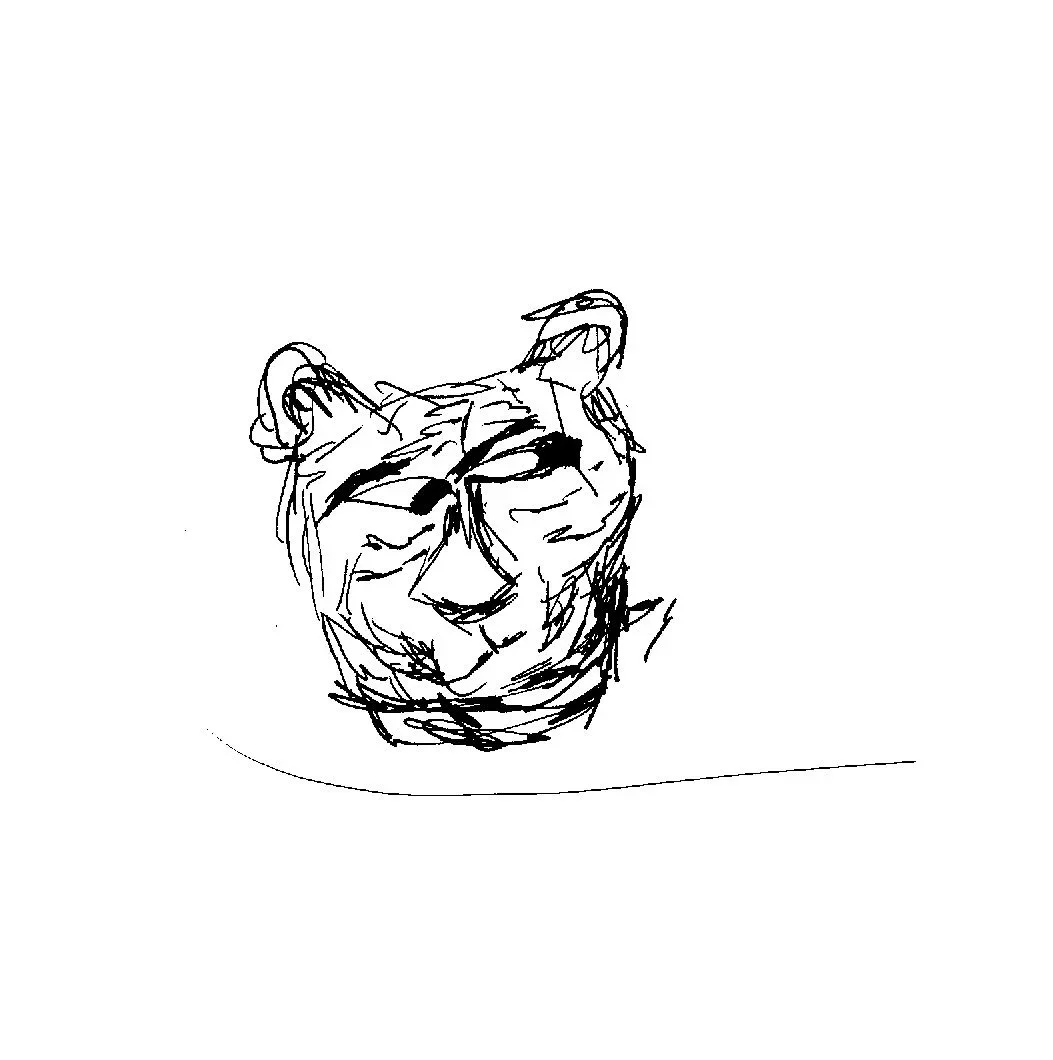 tiger+sketch.jpg