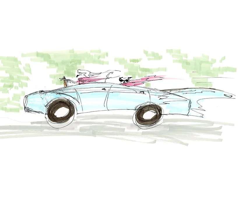 Dogs in Cars