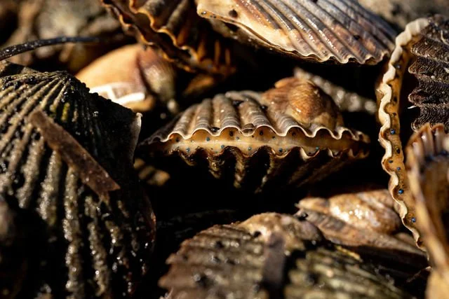 1-133.jpg