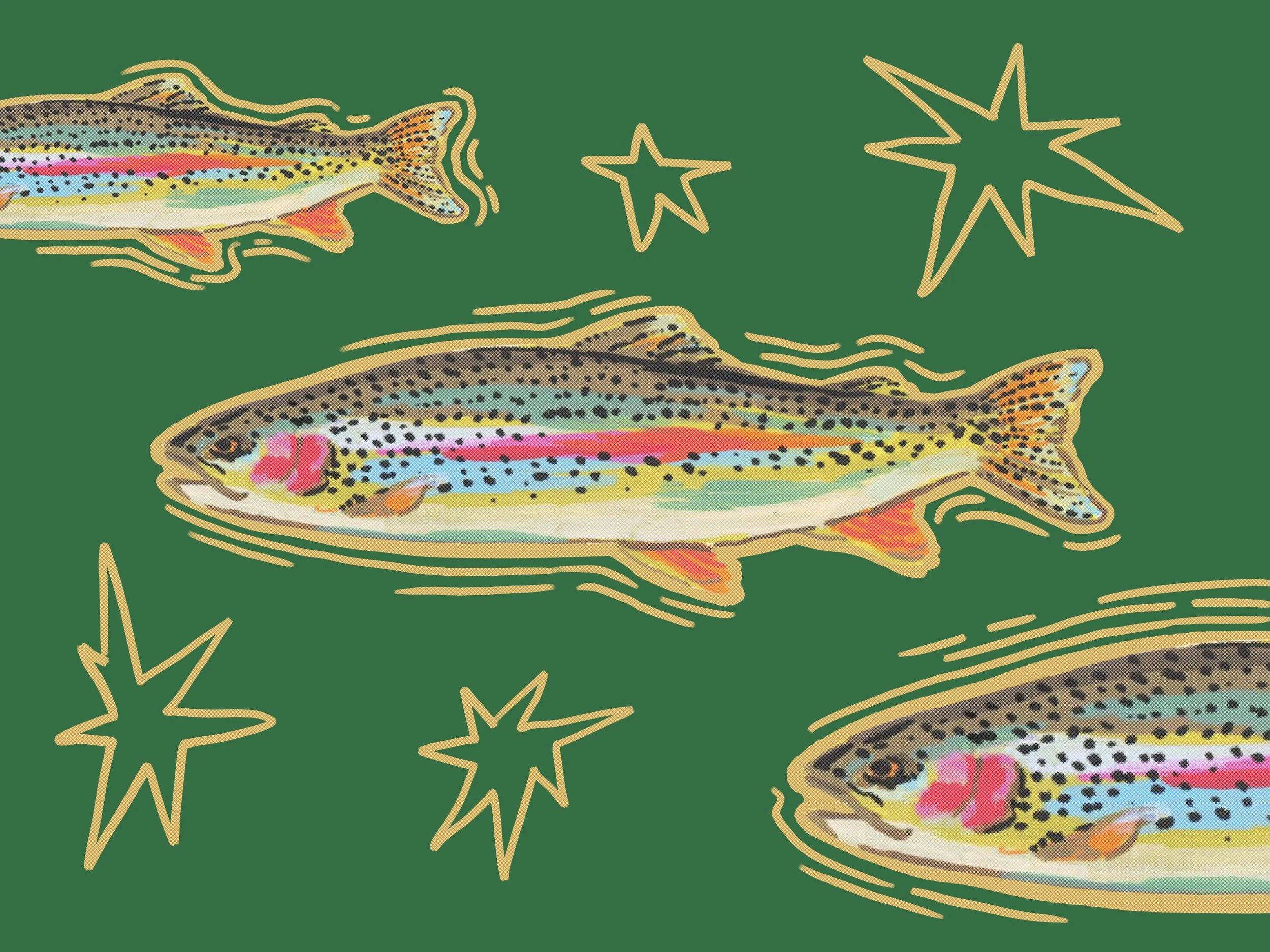 Rainbow Trout