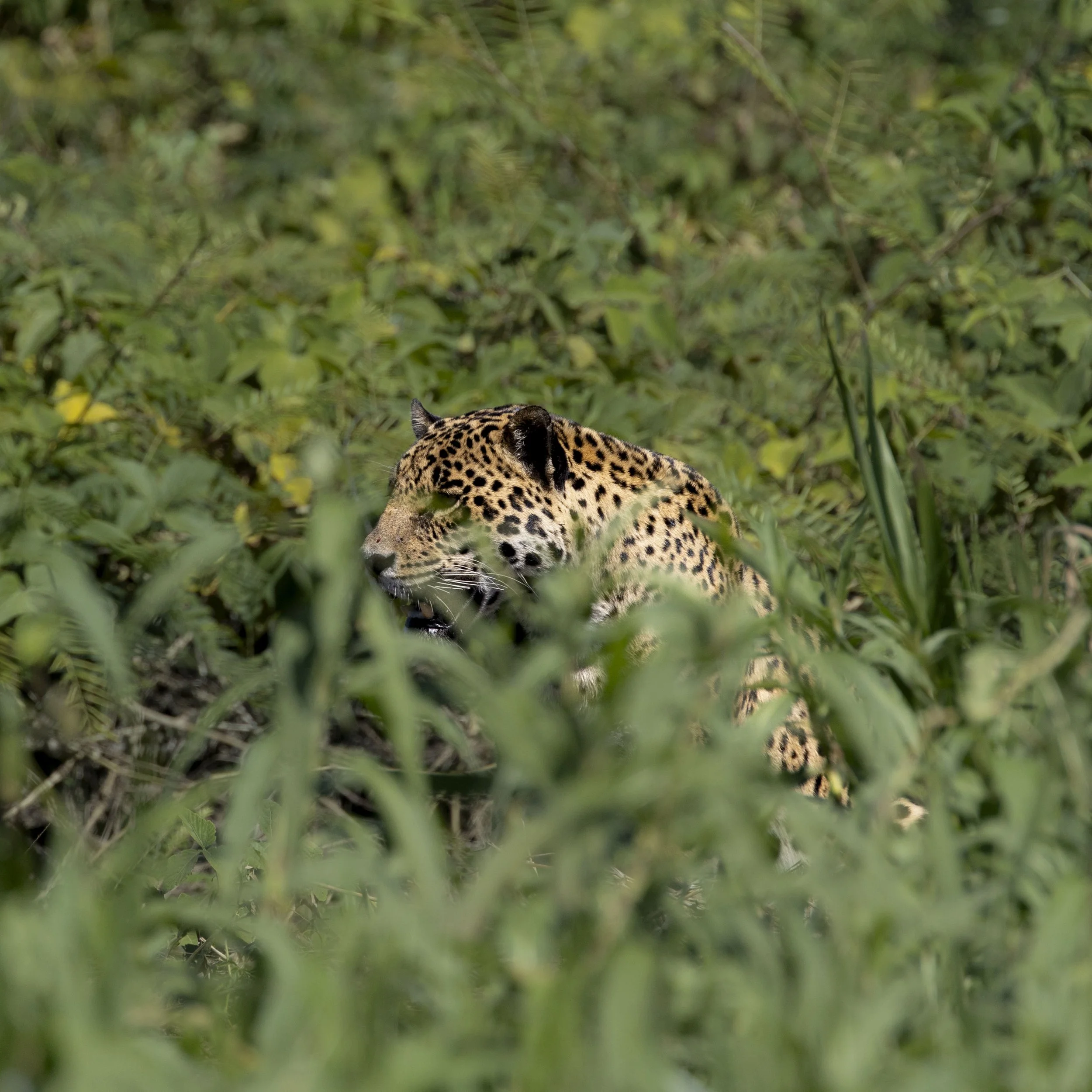Saseka-100725-Jaguar Camp-JoaoBiagini.jpg