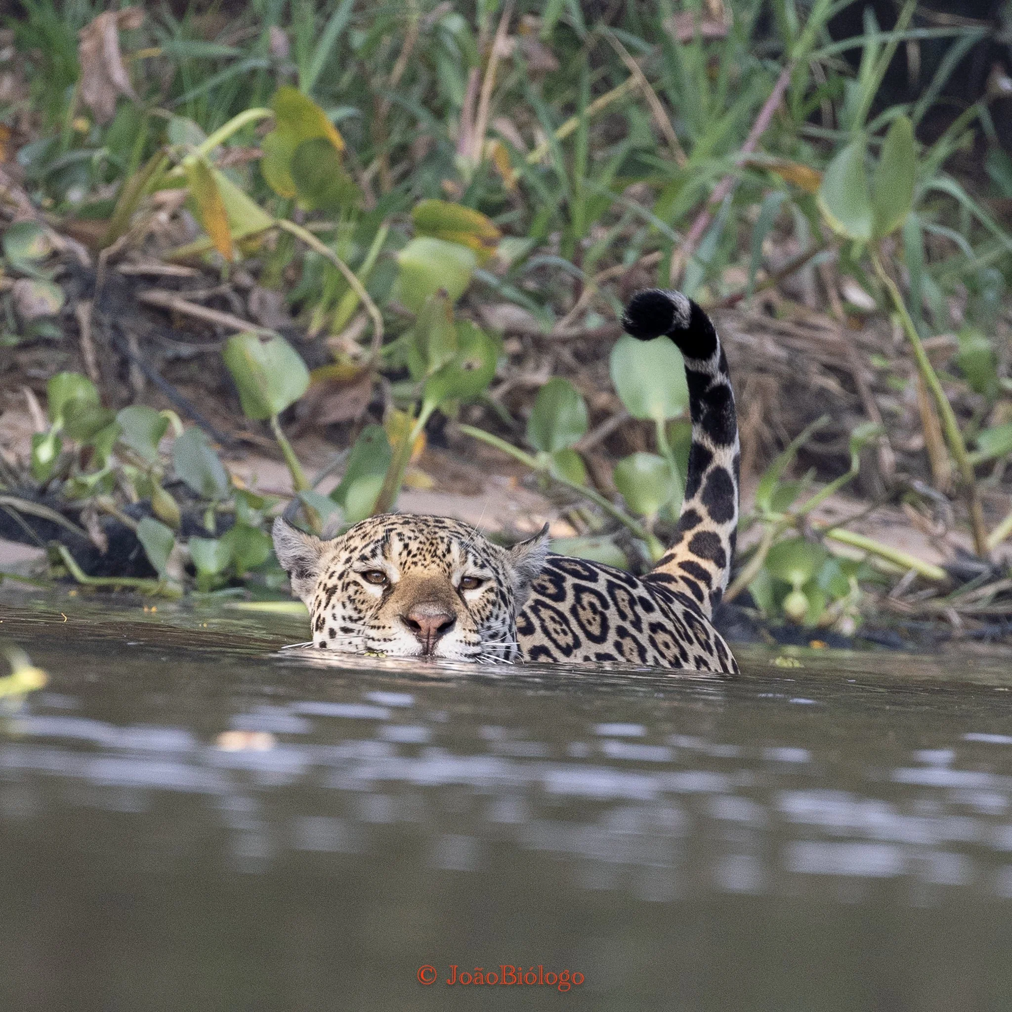 Marcela - Jaguar Camp 30082024 (1).jpg