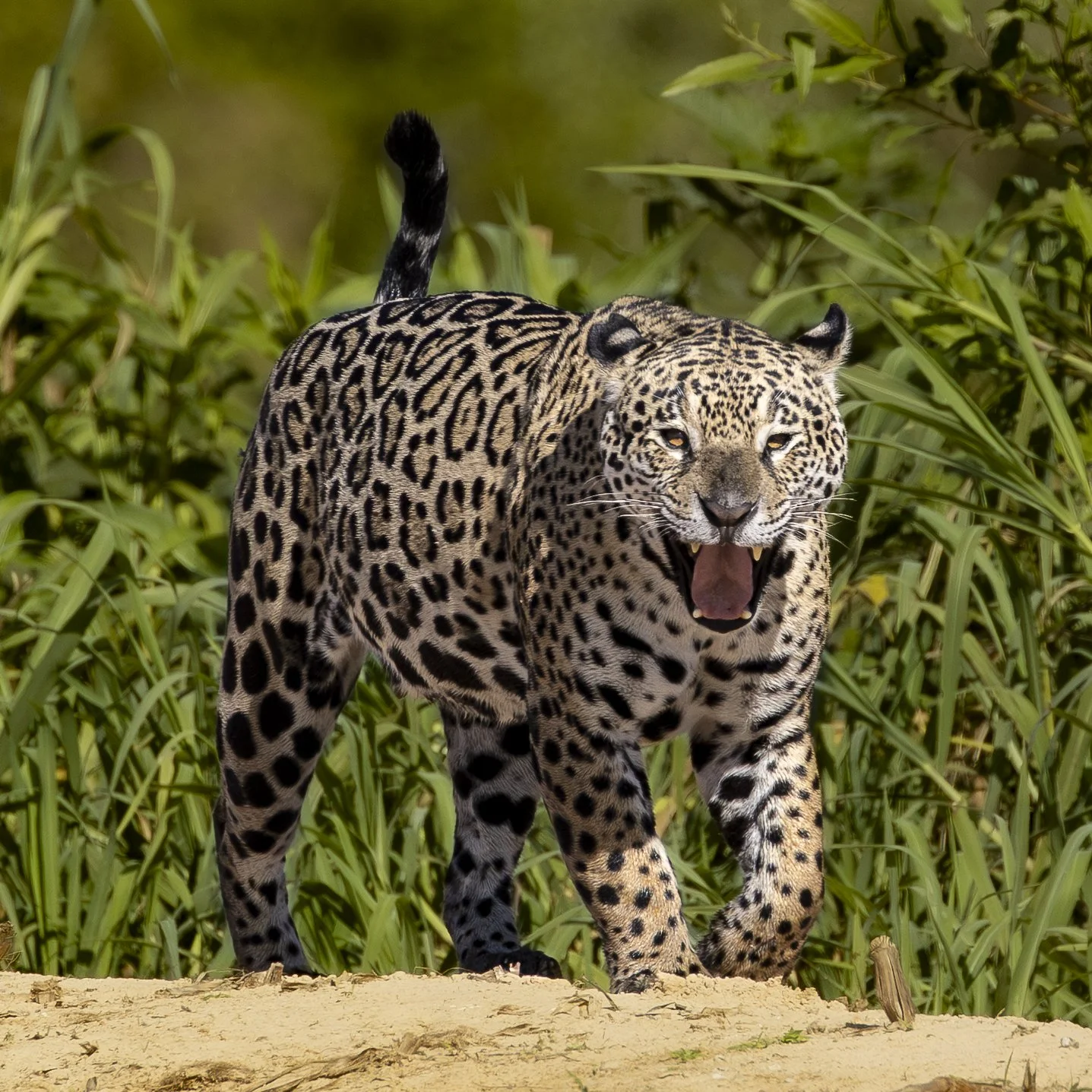 Marcela-240725-Jaguar Camp-JoaoBiagini.jpg