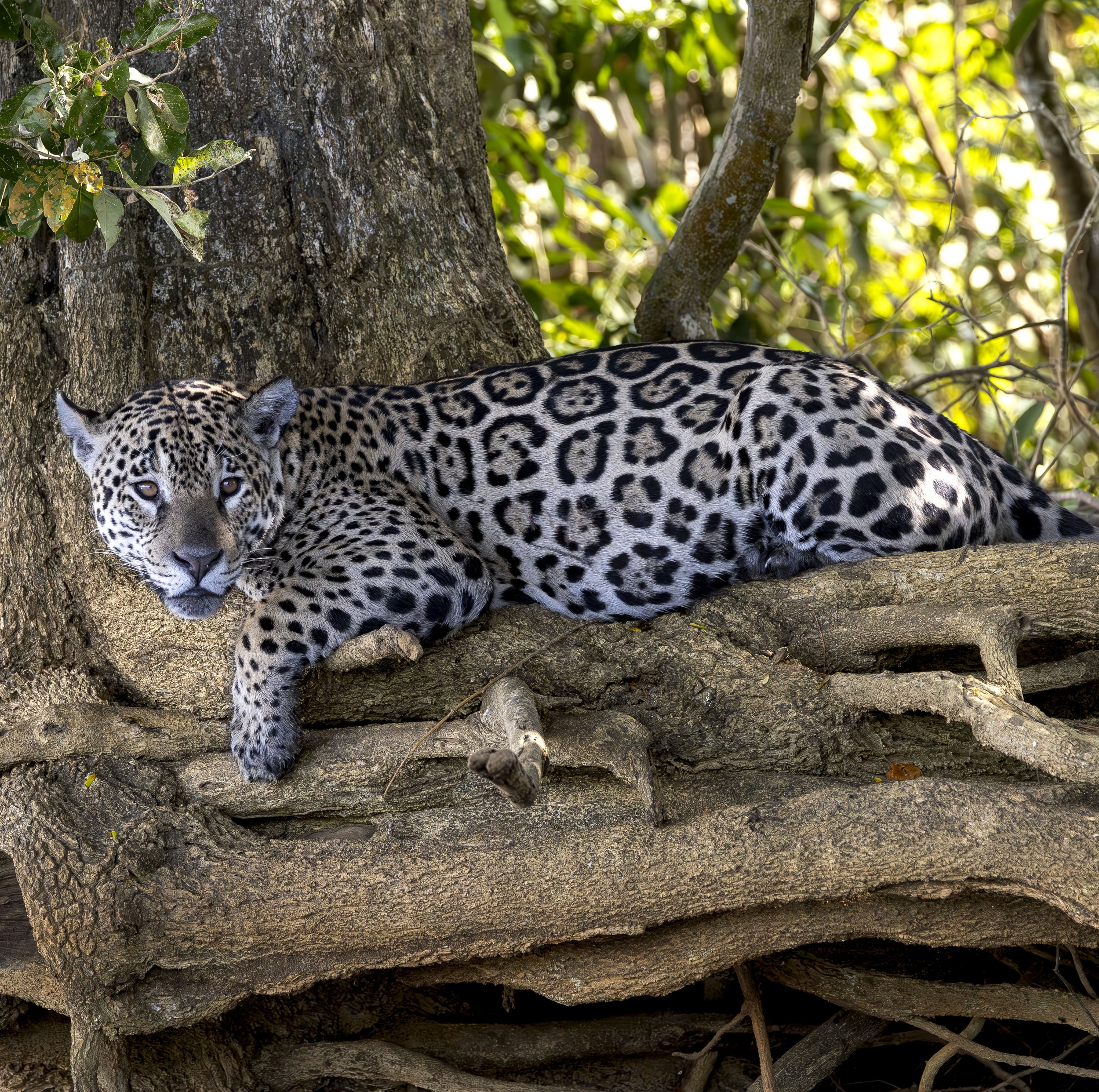 Marcela- 290625-Jaguar Camp-JoaoBiagini.jpg