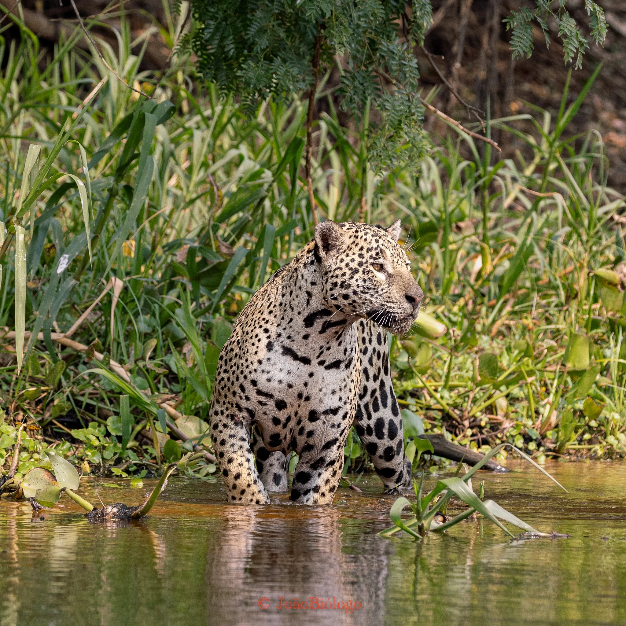 Private Jaguar Safari Tours 5 nights / 6 days