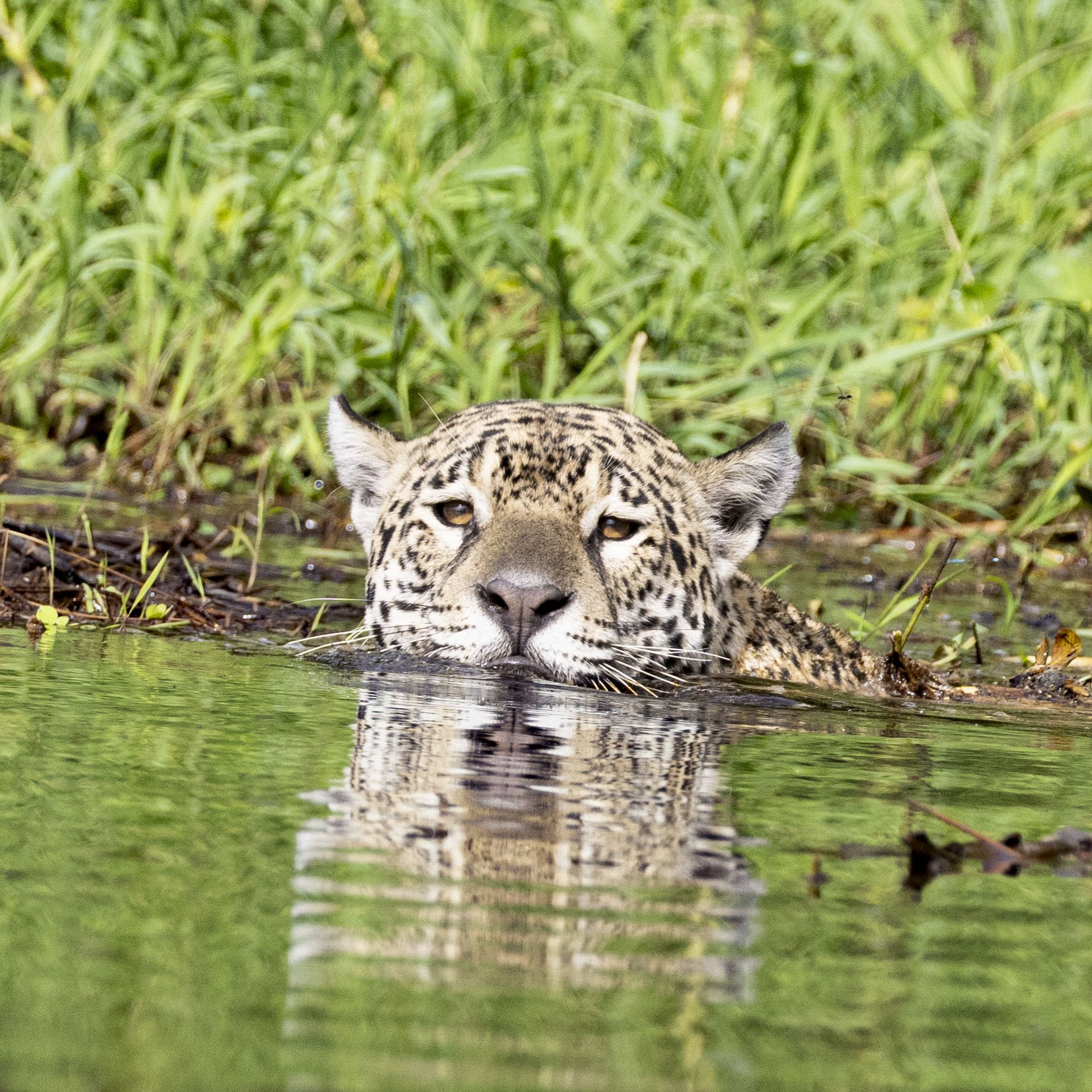 Marcela- 1290625-Jaguar Camp-JoaoBiagini.jpg