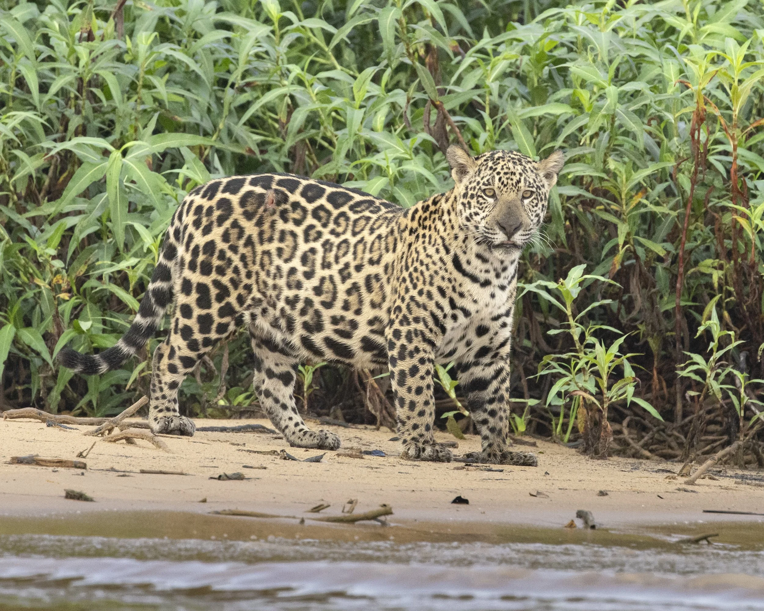Makala-JaguarCamp170925.JPG