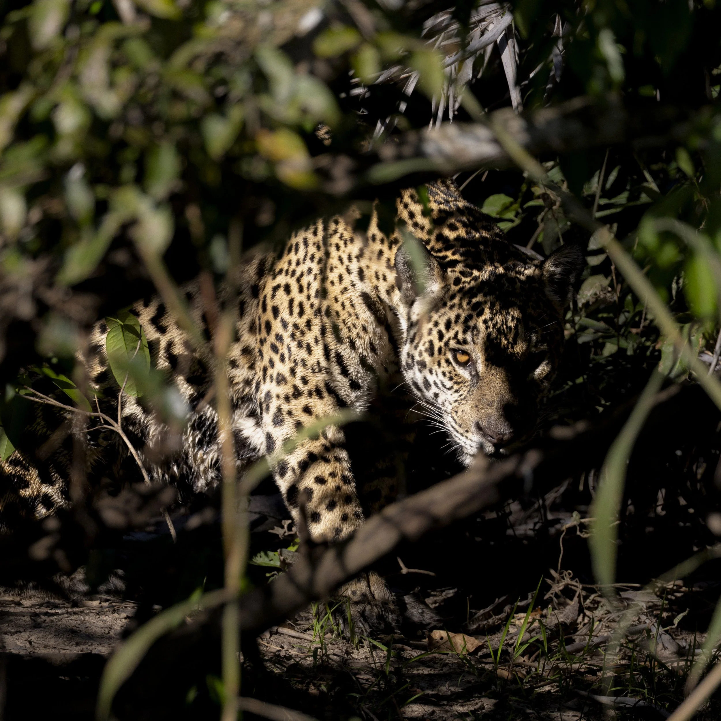 Medrosa-100725-Jaguar Camp-JoaoBiagini.jpg