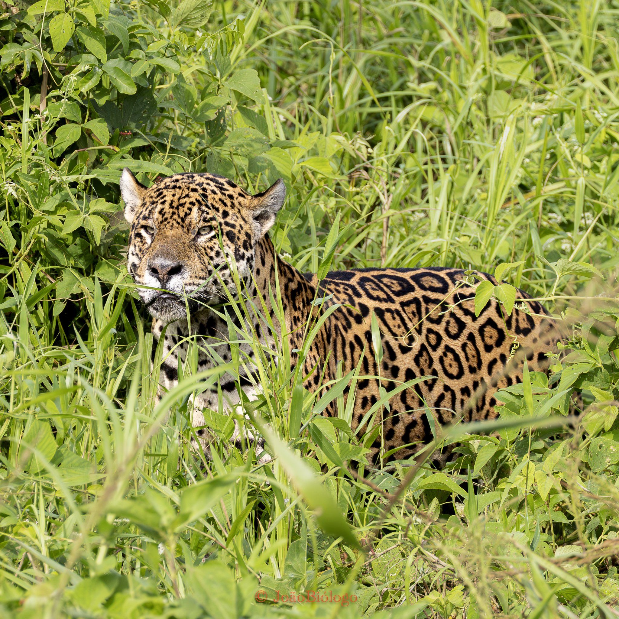 Bororo - Jaguar Camp 270525.jpg