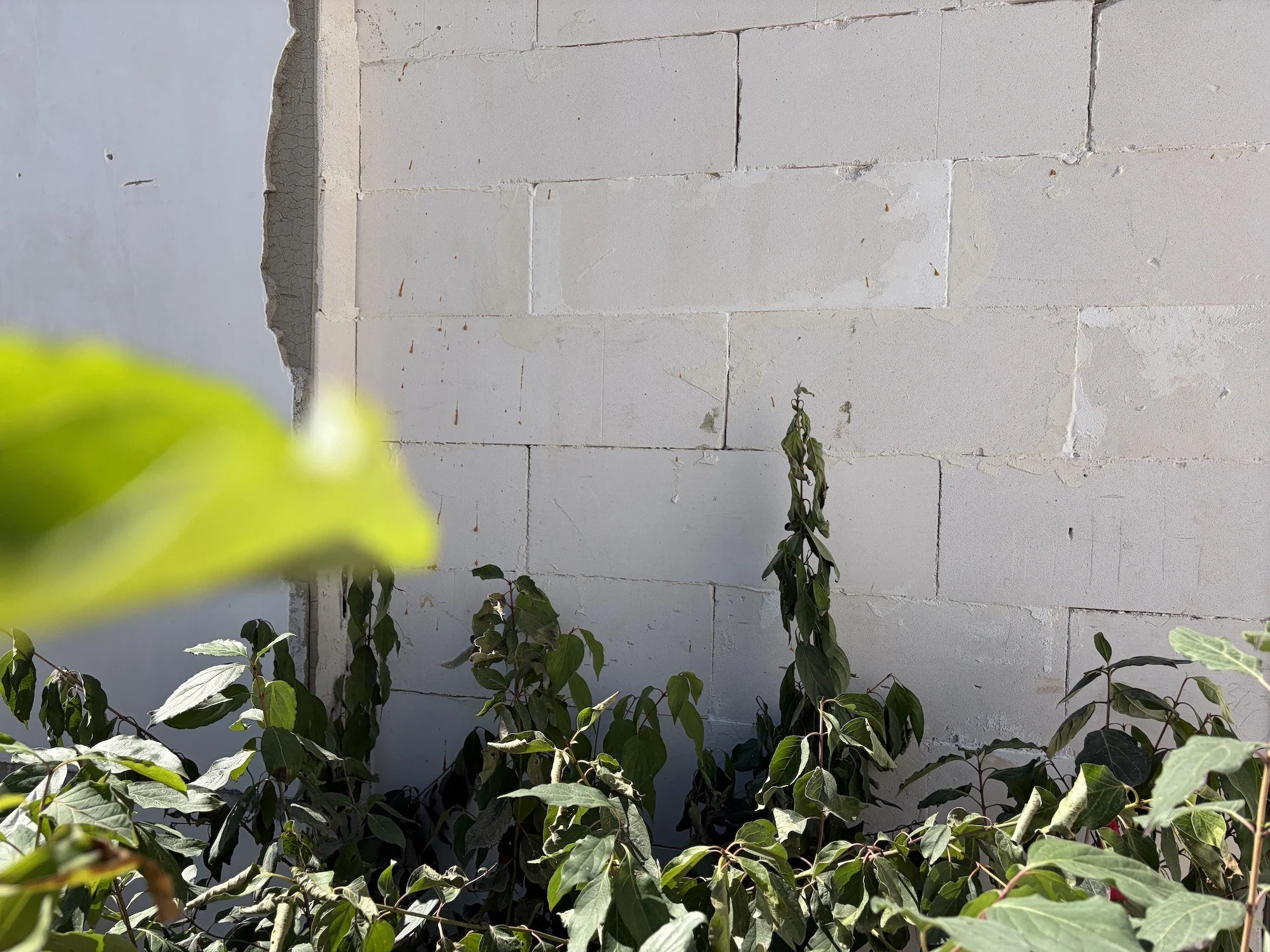 Young plants gathered against a white masonry wall.