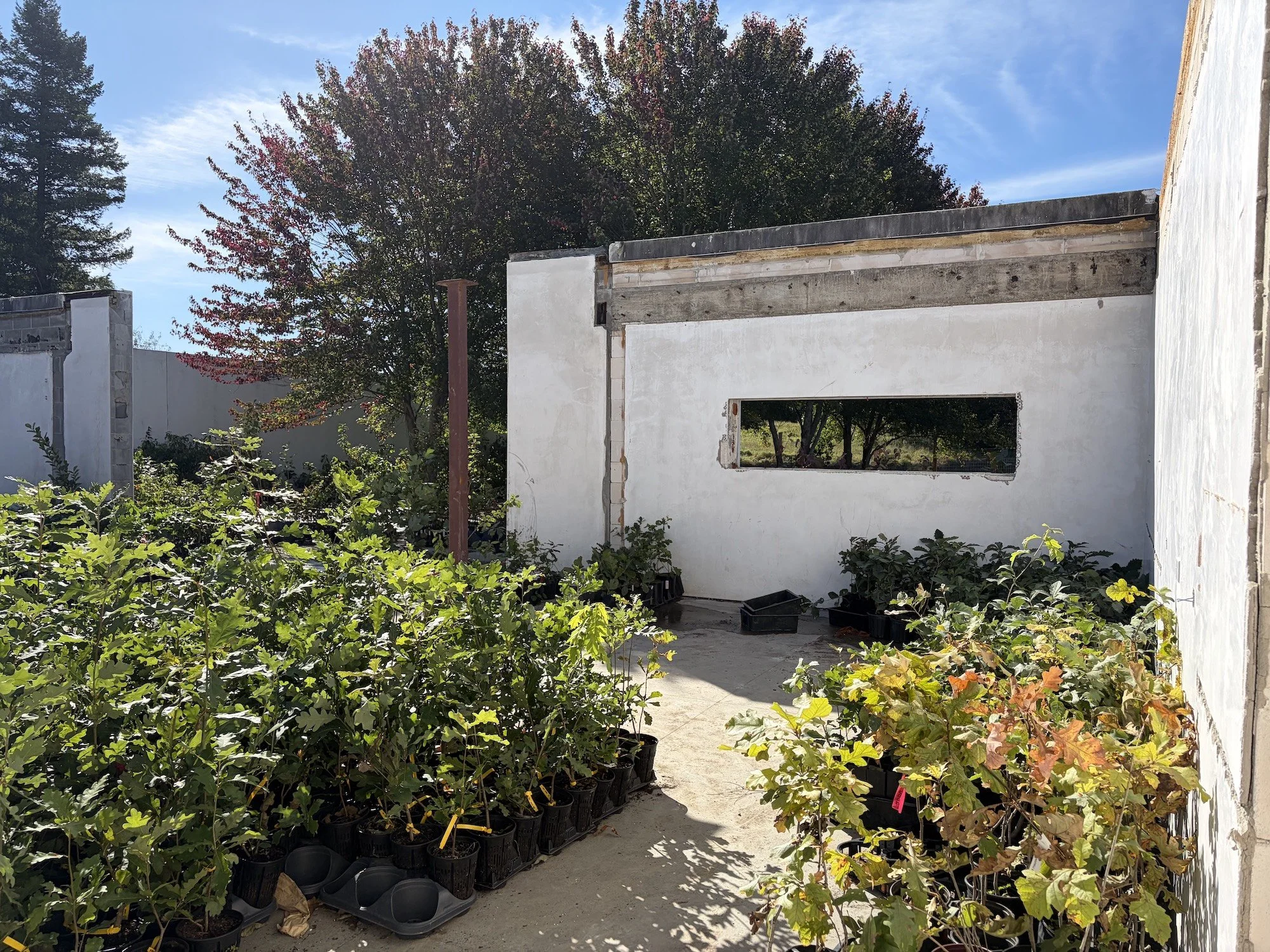 Potted plants grouped inside roofless white walls with a rectangular window opening.