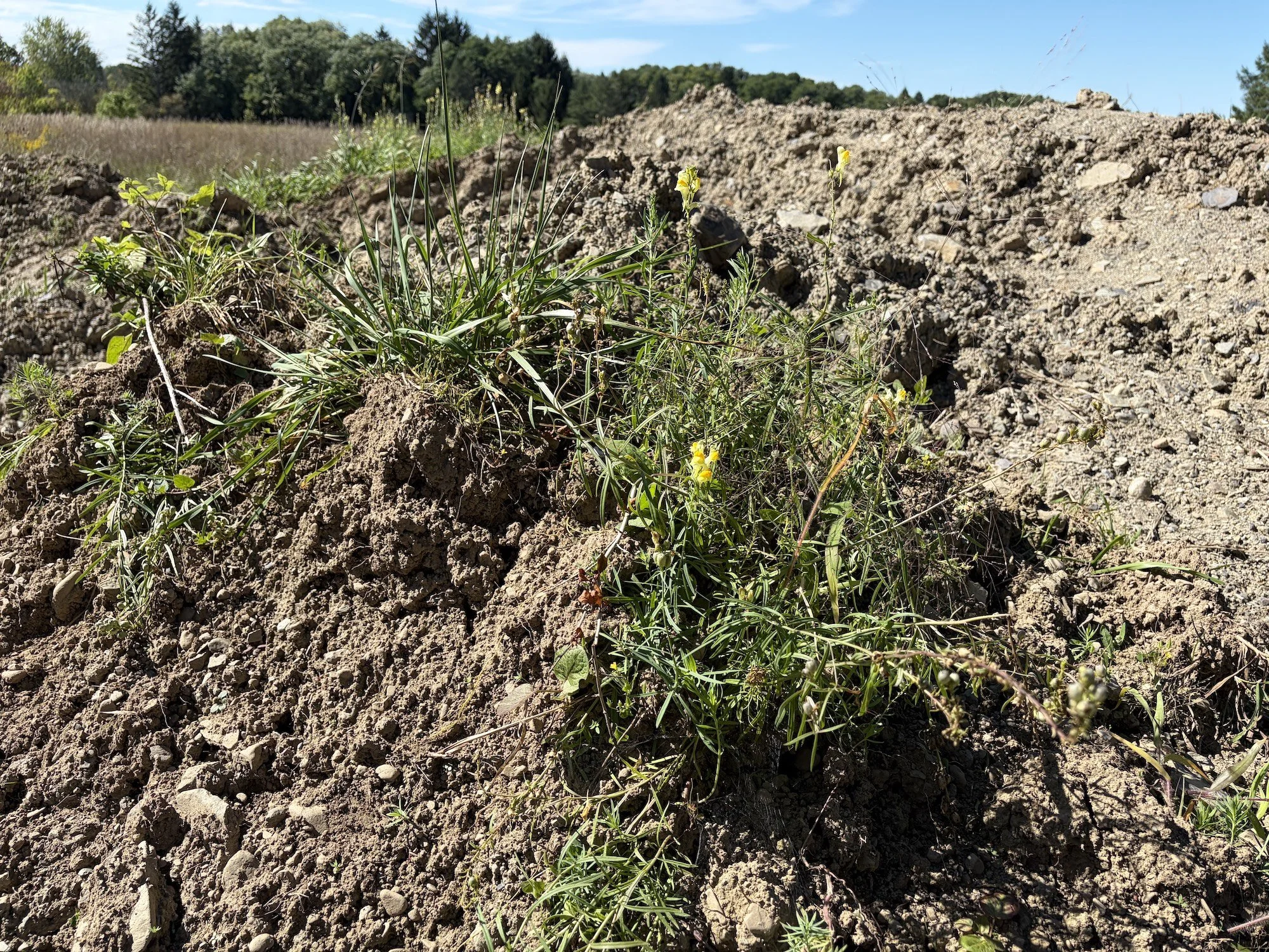 Small plants growing among mounds of disturbed soil.